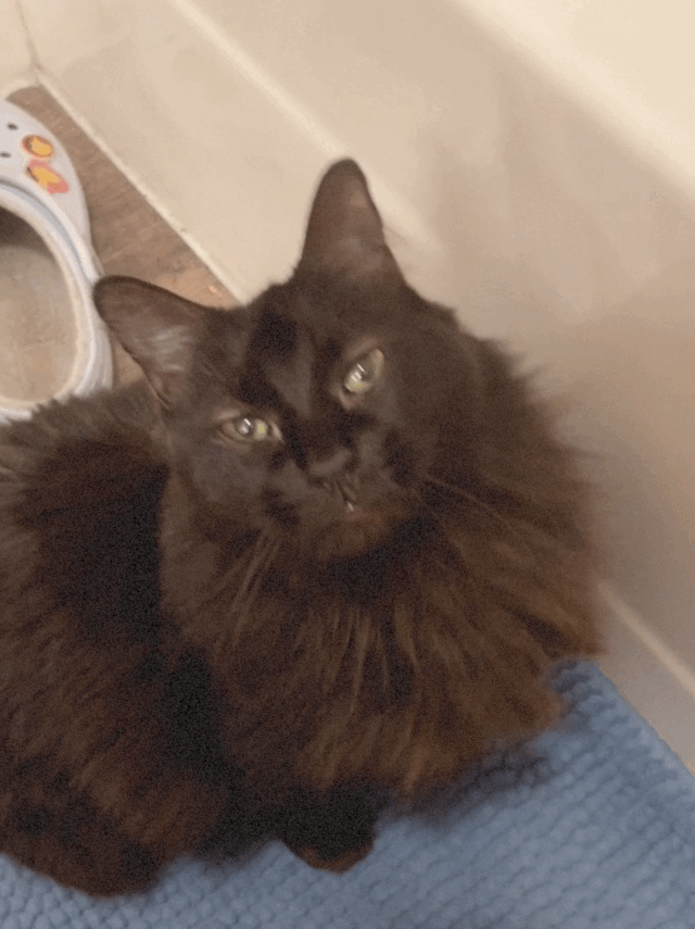 Lost cat in Killeen, TX, 76549