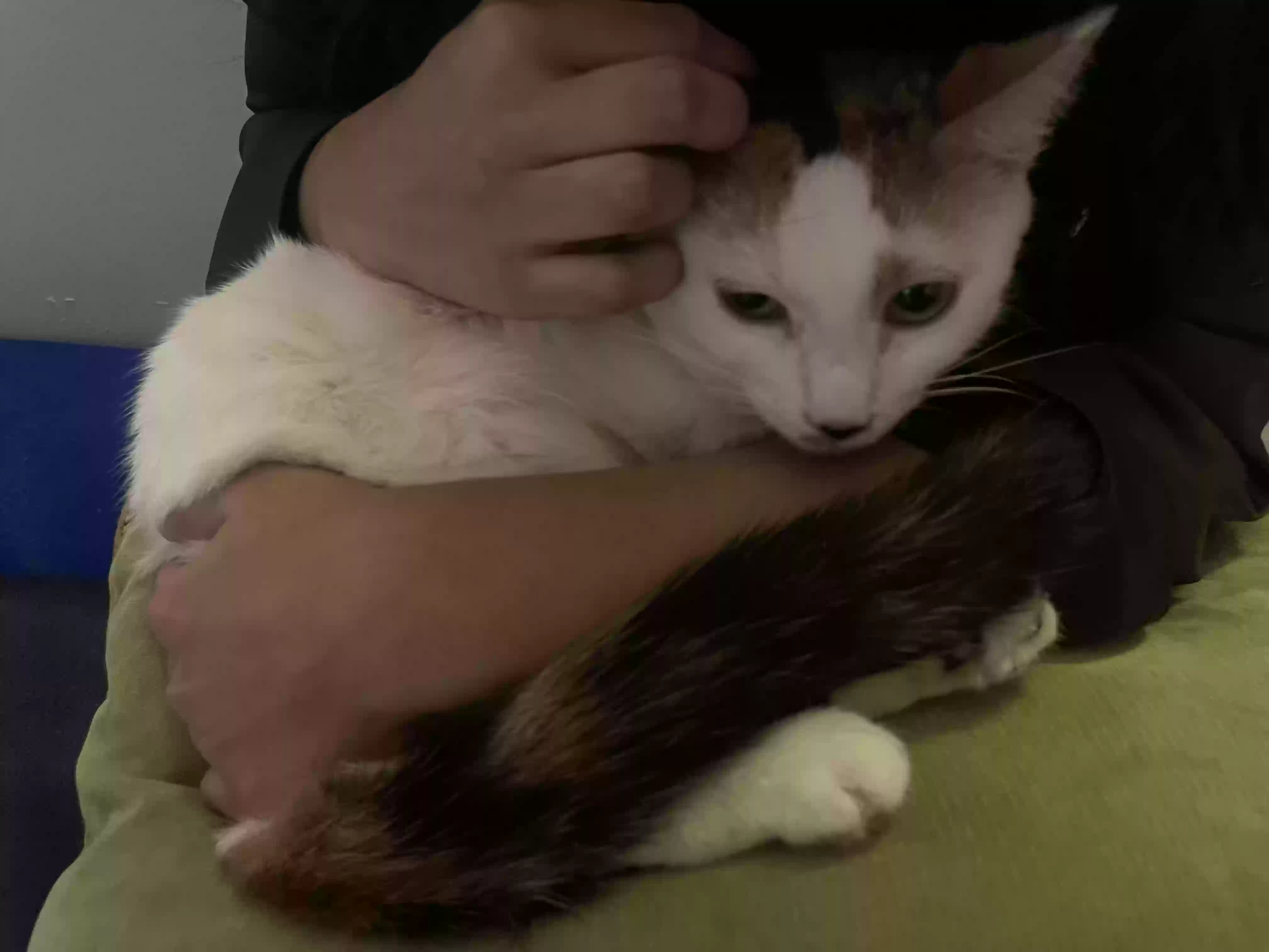 Lost cat in Warren, MI, 48091