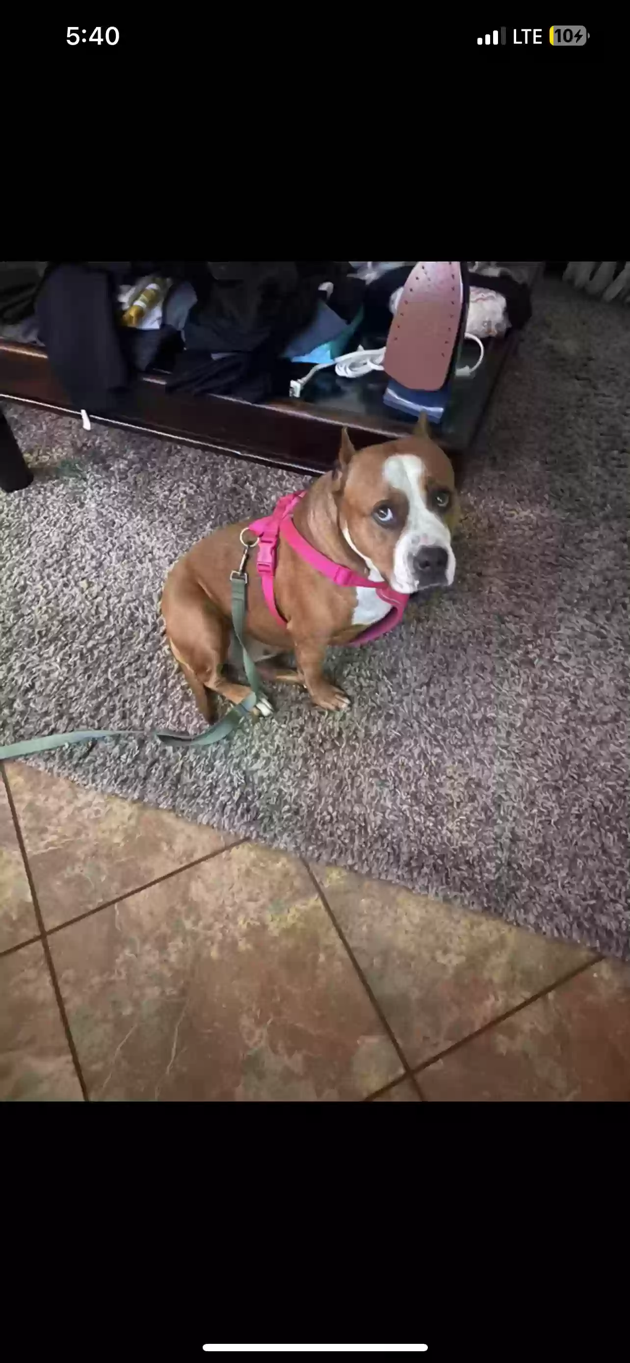 Lost dog in Whittier, CA, 90605