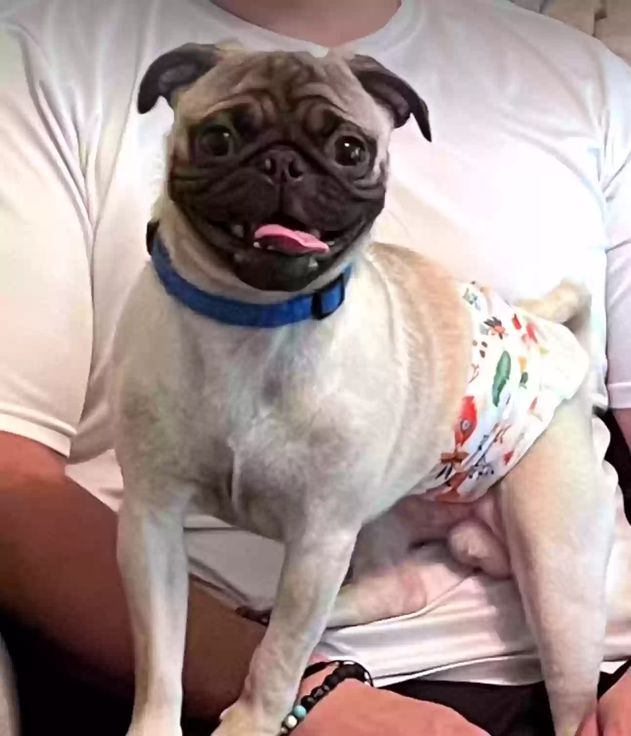 Lost dog in Perris, CA, 92571