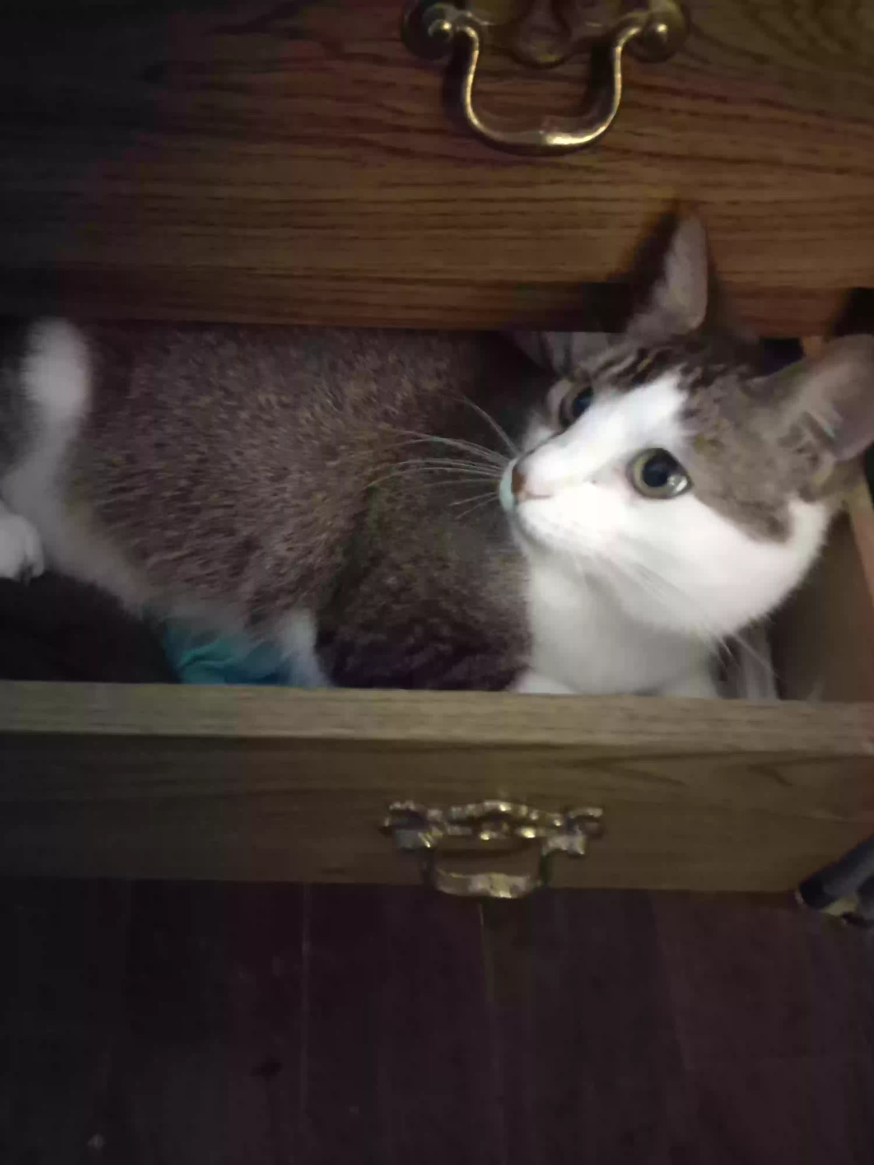 Lost cat in Pinckney, MI, 48169