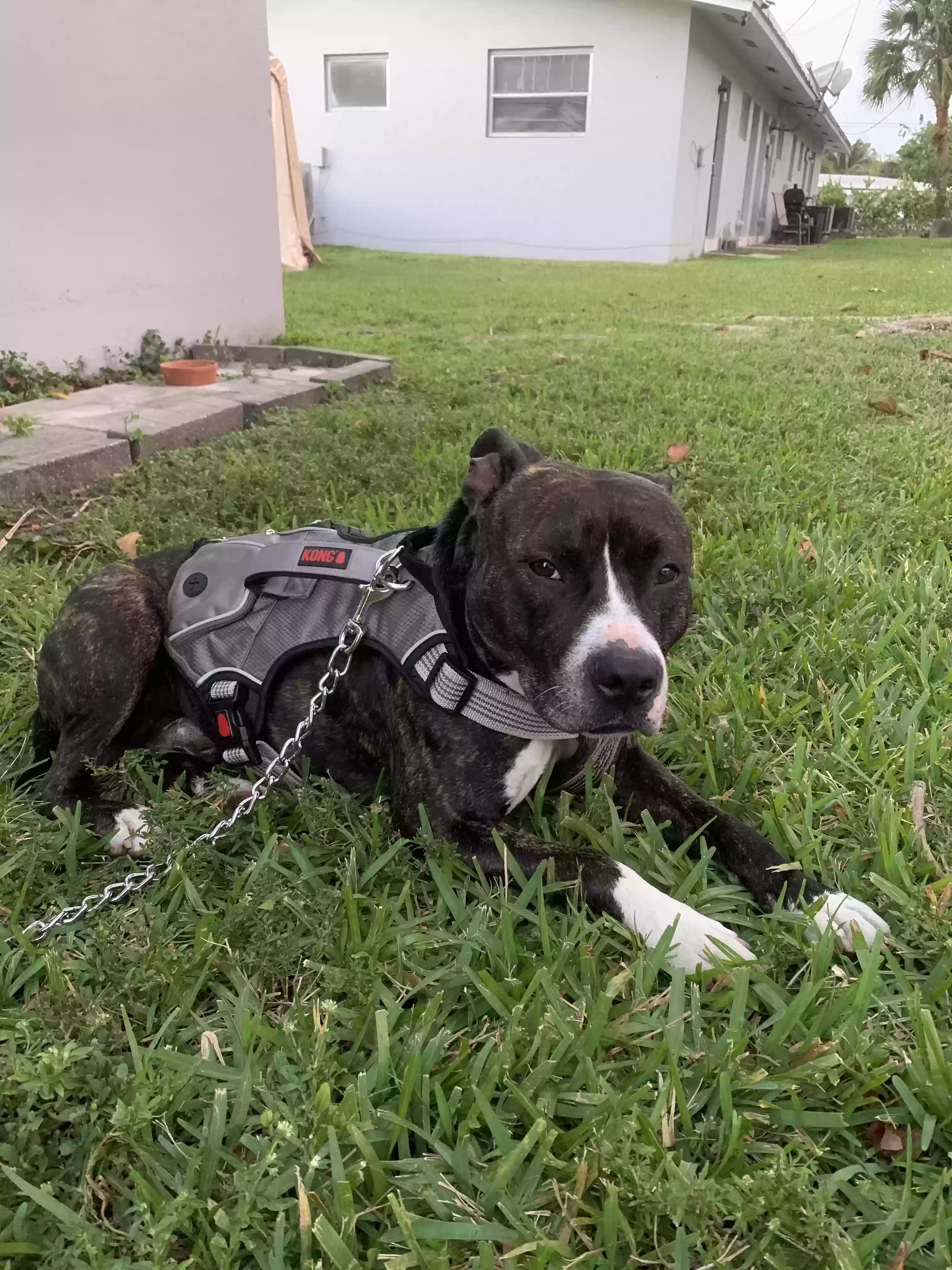 Found dog in Fort Lauderdale, FL, 33312
