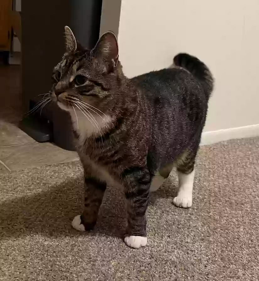 Lost cat in Severn, MD, 21144