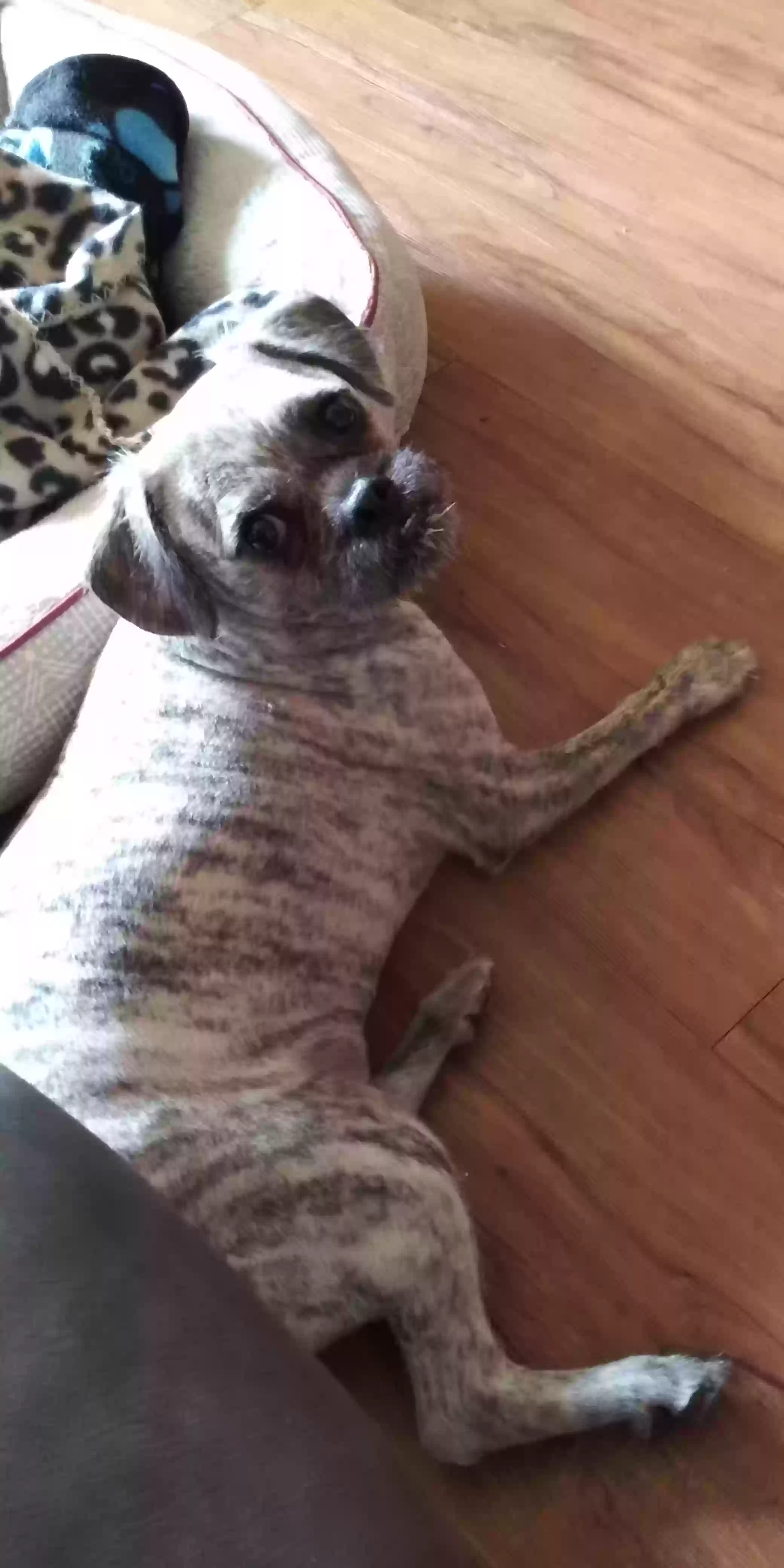 Lost dog in Austin, TX, 78753