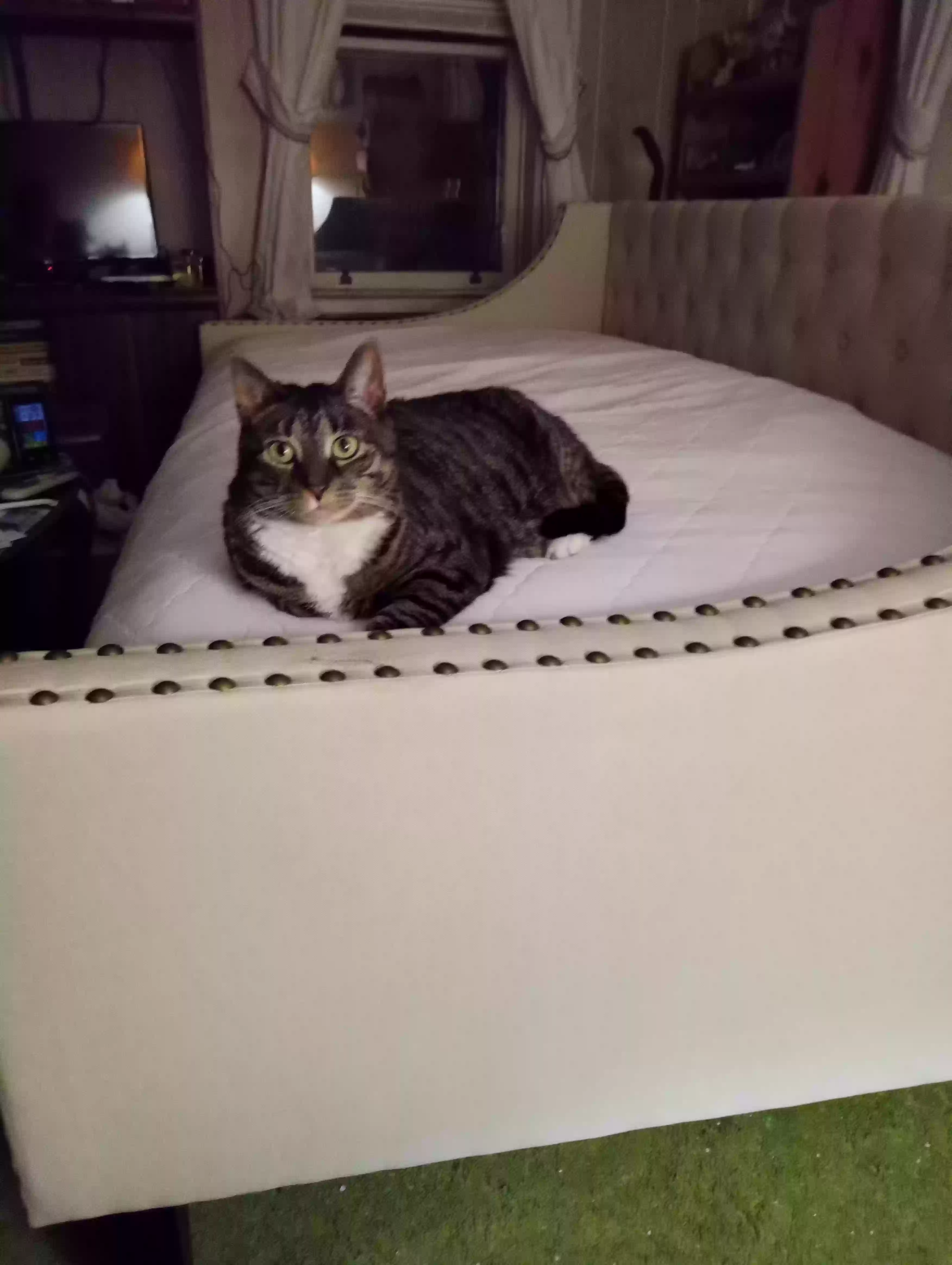 Lost cat in Trenton, NJ, 8638
