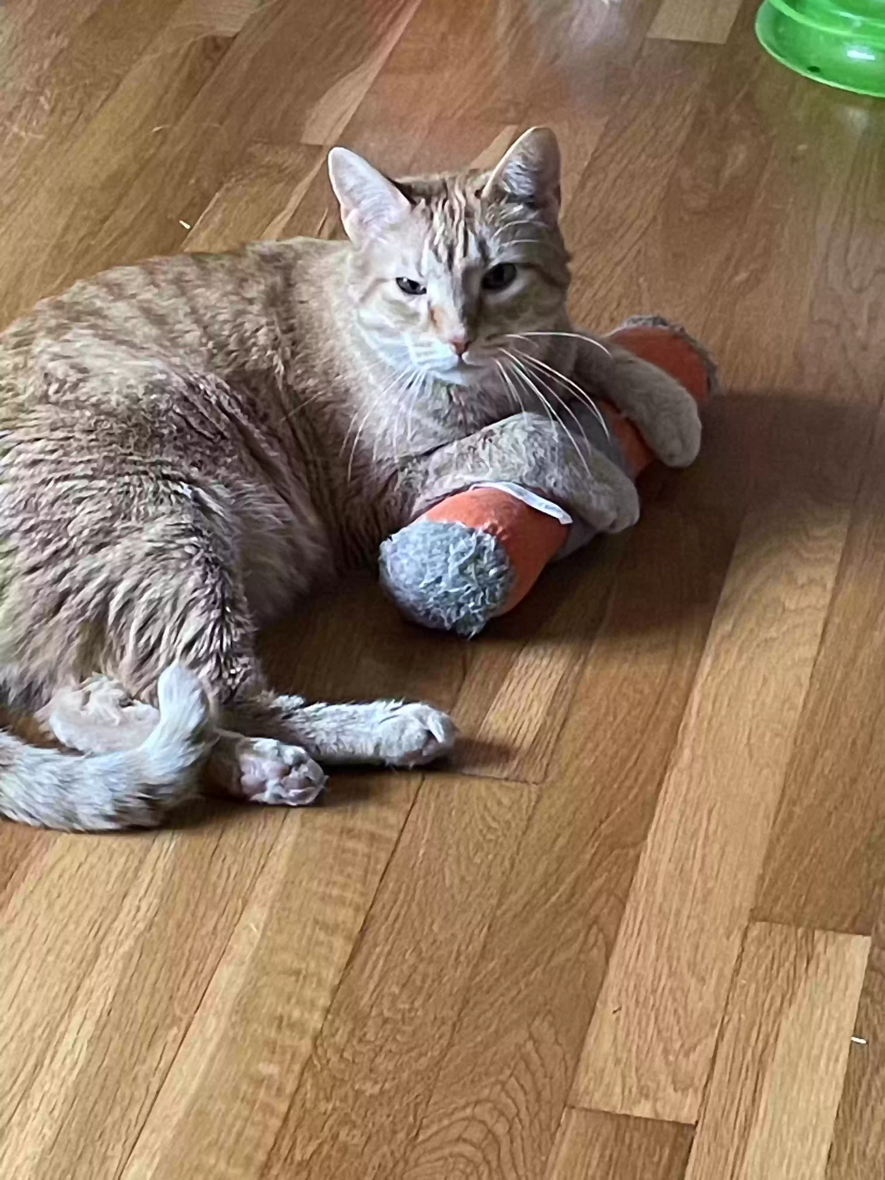 Lost cat in Chattanooga, TN, 37415