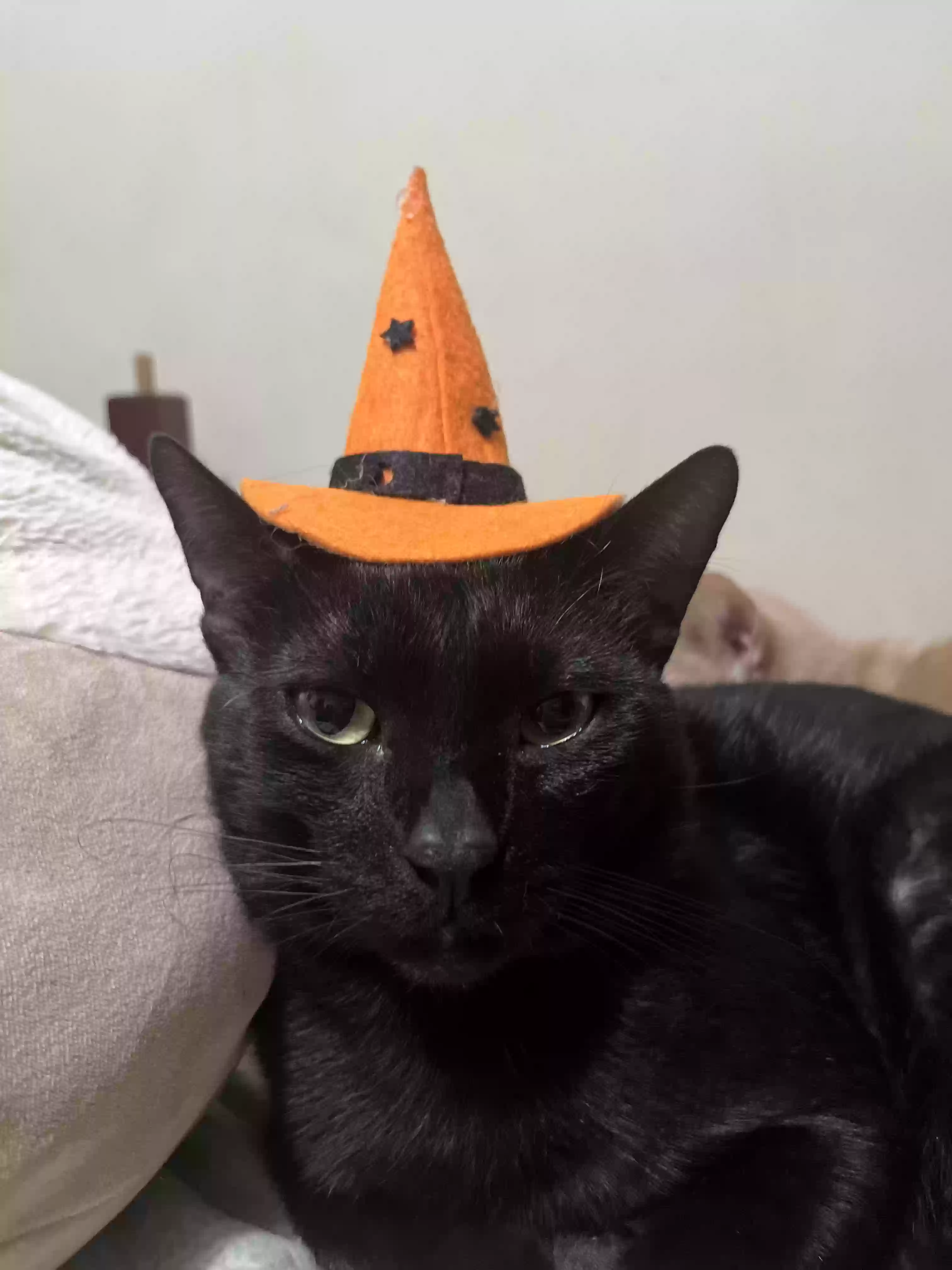 Lost cat in Los Angeles, CA, 90004