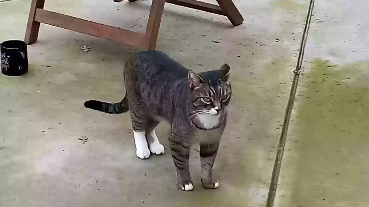 Lost cat in Citrus Heights, CA, 95610