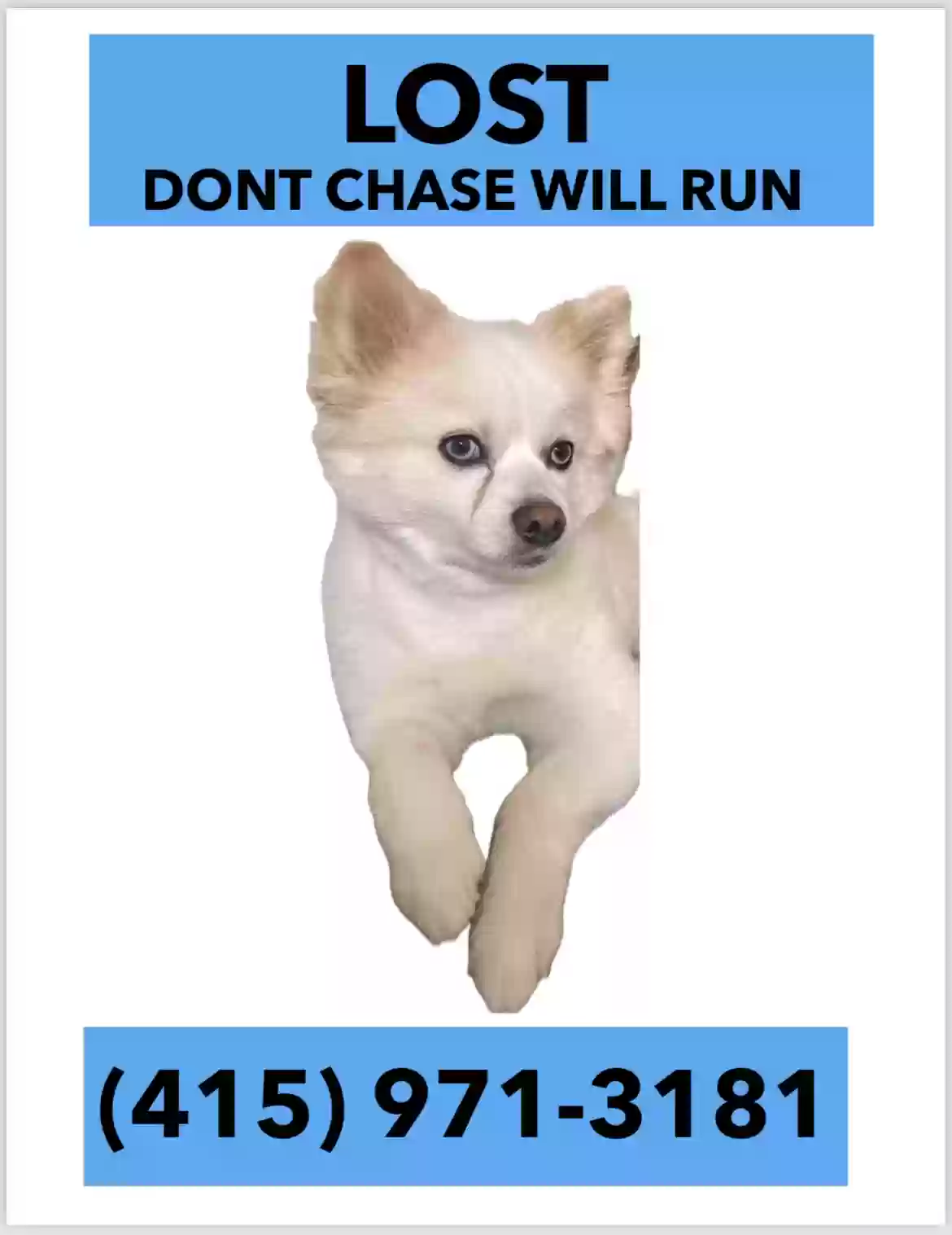 Lost dog in Portland, OR, 97203