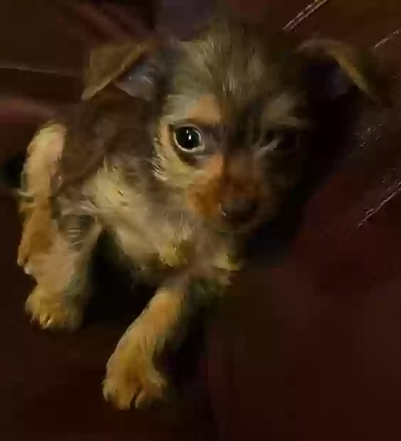 Lost dog in Oklahoma City, OK, 73109
