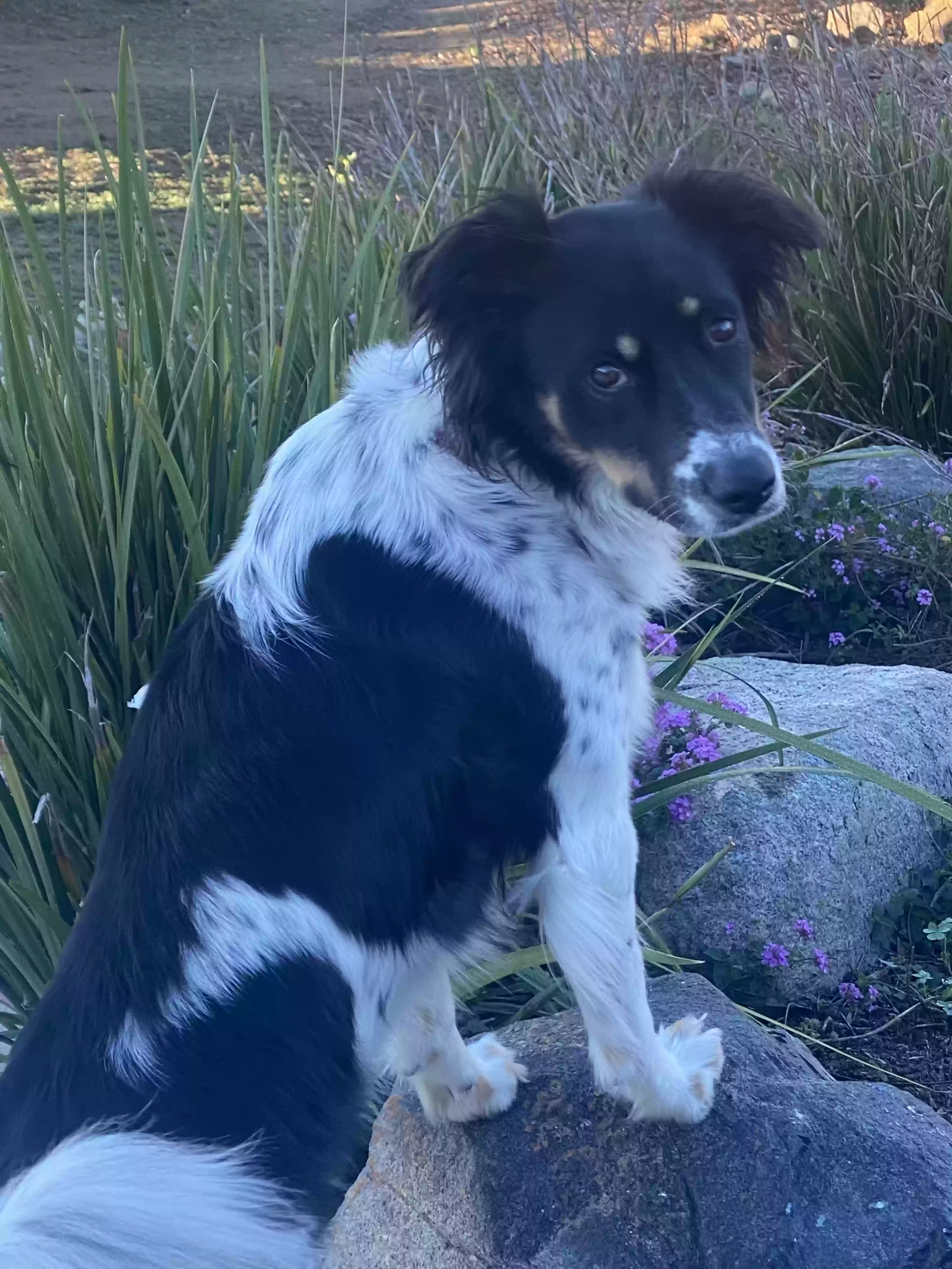 Lost dog in Jamul, CA, 91935
