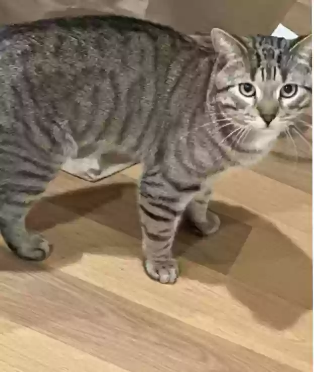 Lost cat in Rockville Centre, NY, 11570