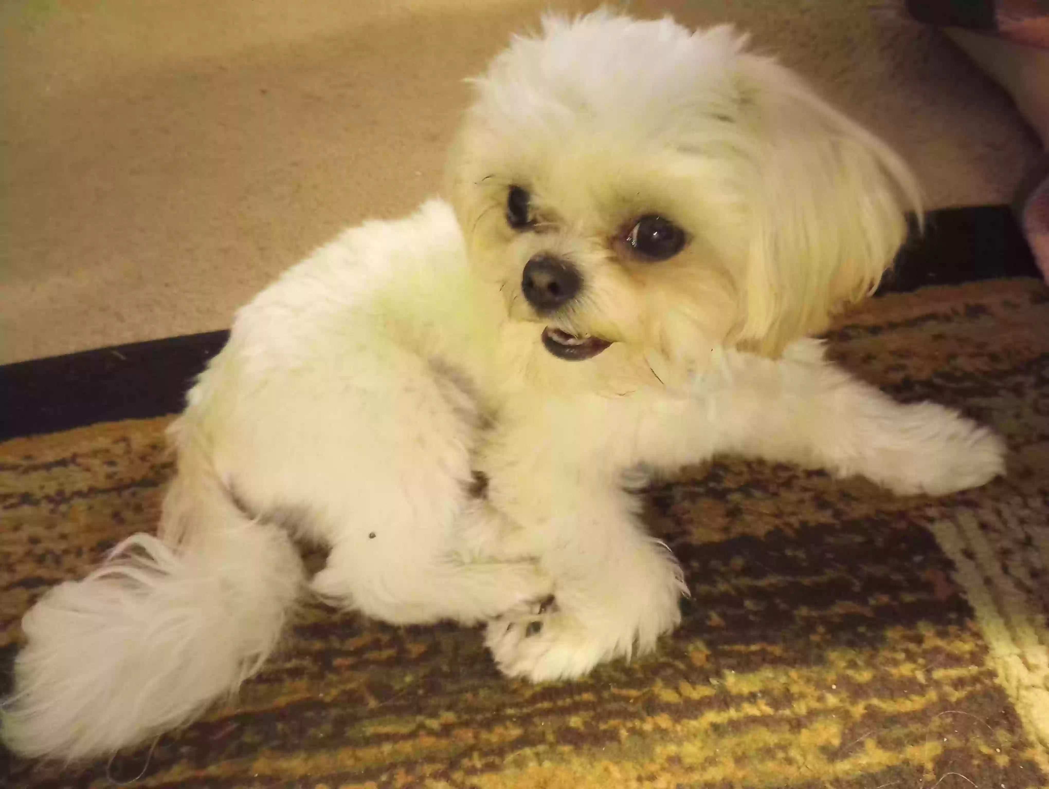 Found dog in Oak Park, MI, 48237