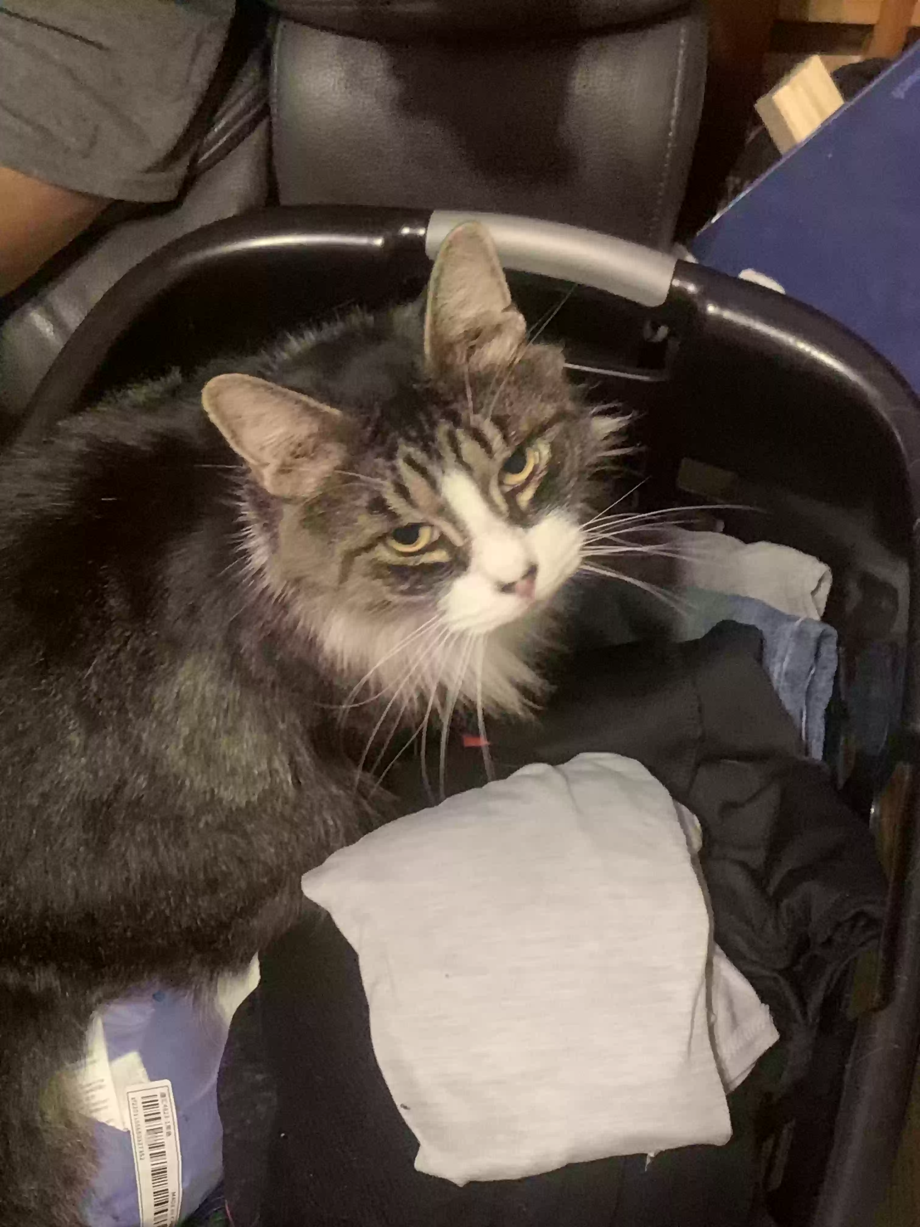 Lost cat in Rahway, NJ, 7065