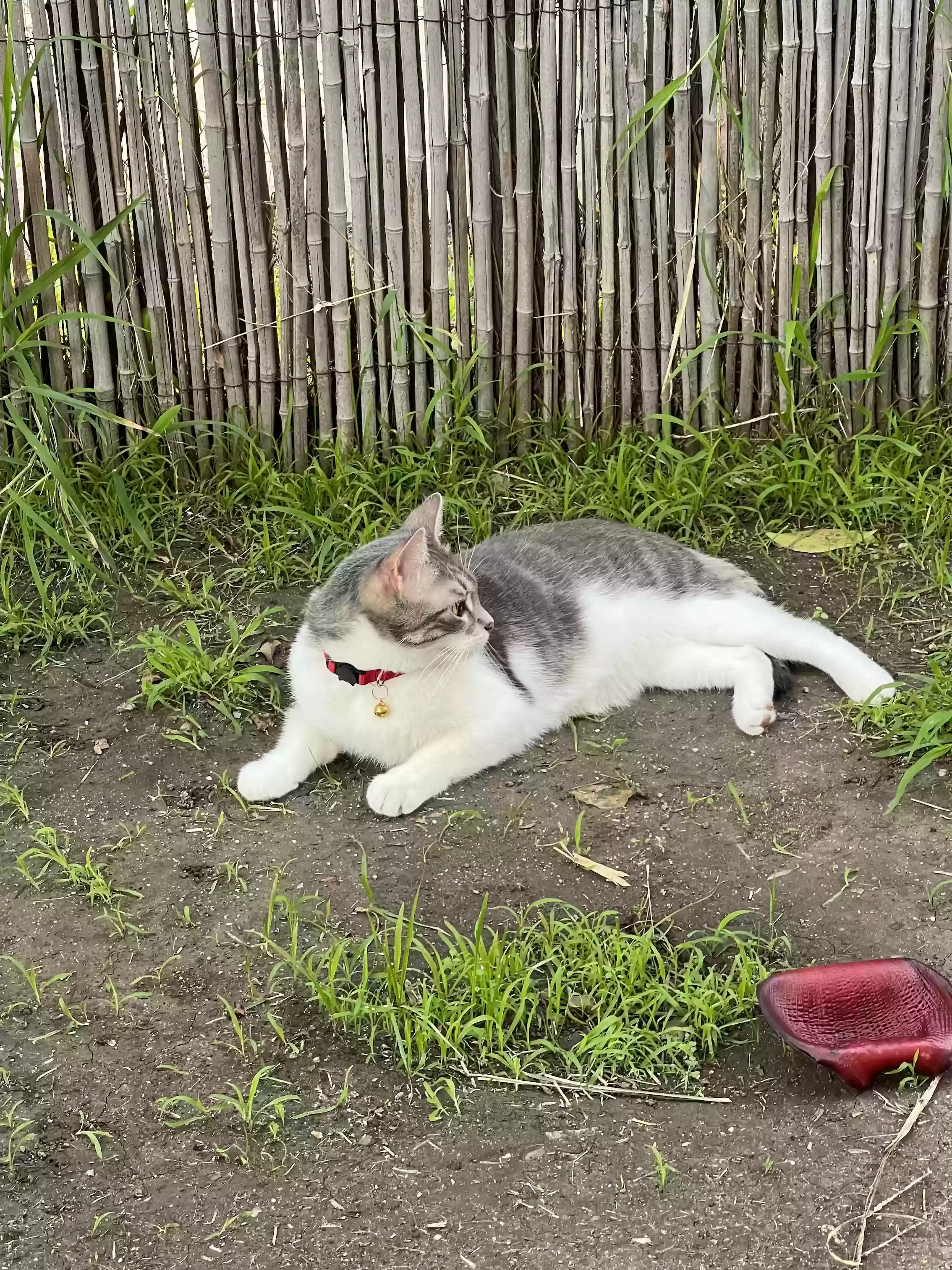 Lost cat in Los Angeles, CA, 90034