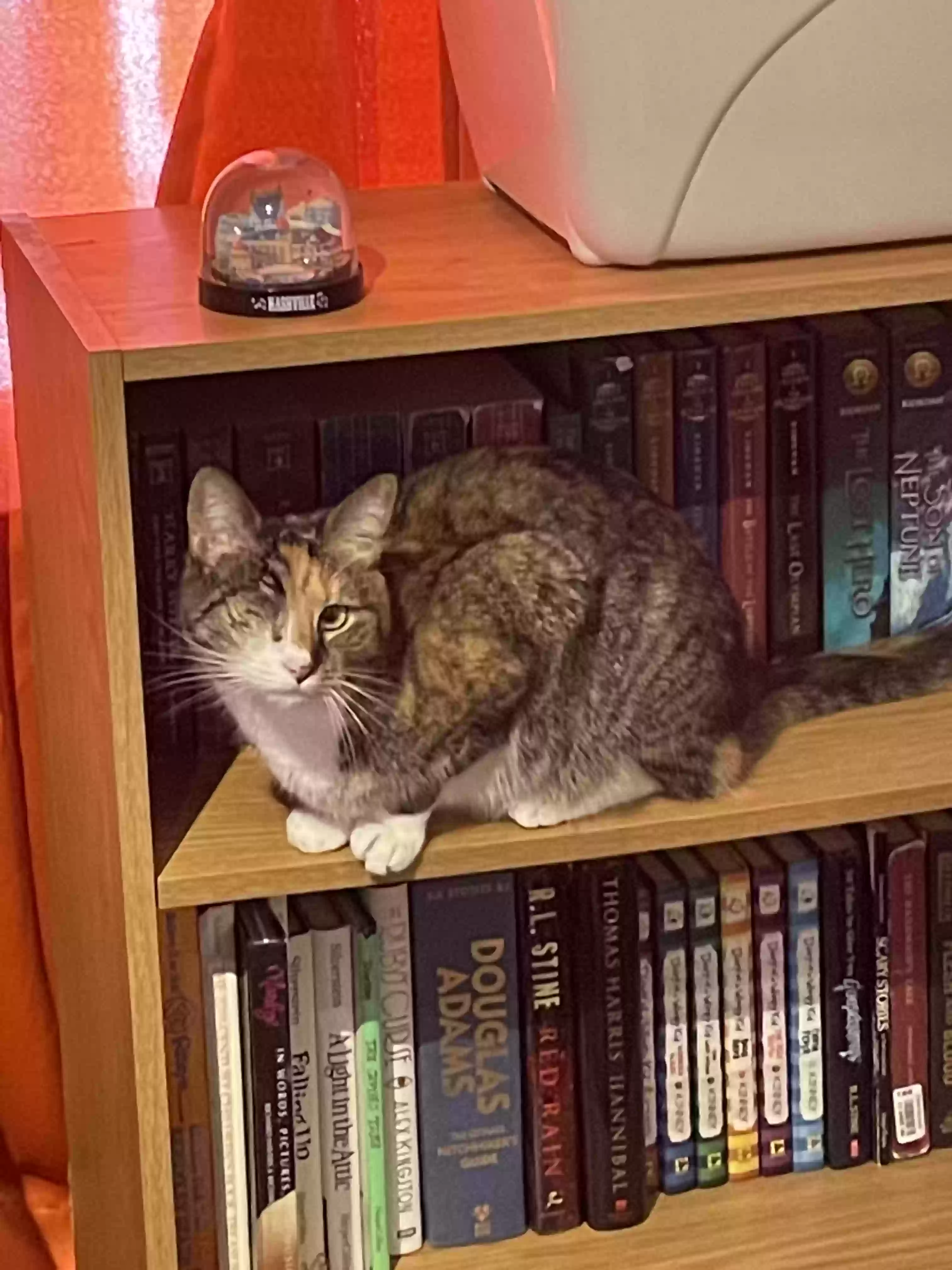 Lost cat in Cleveland, OH, 44120