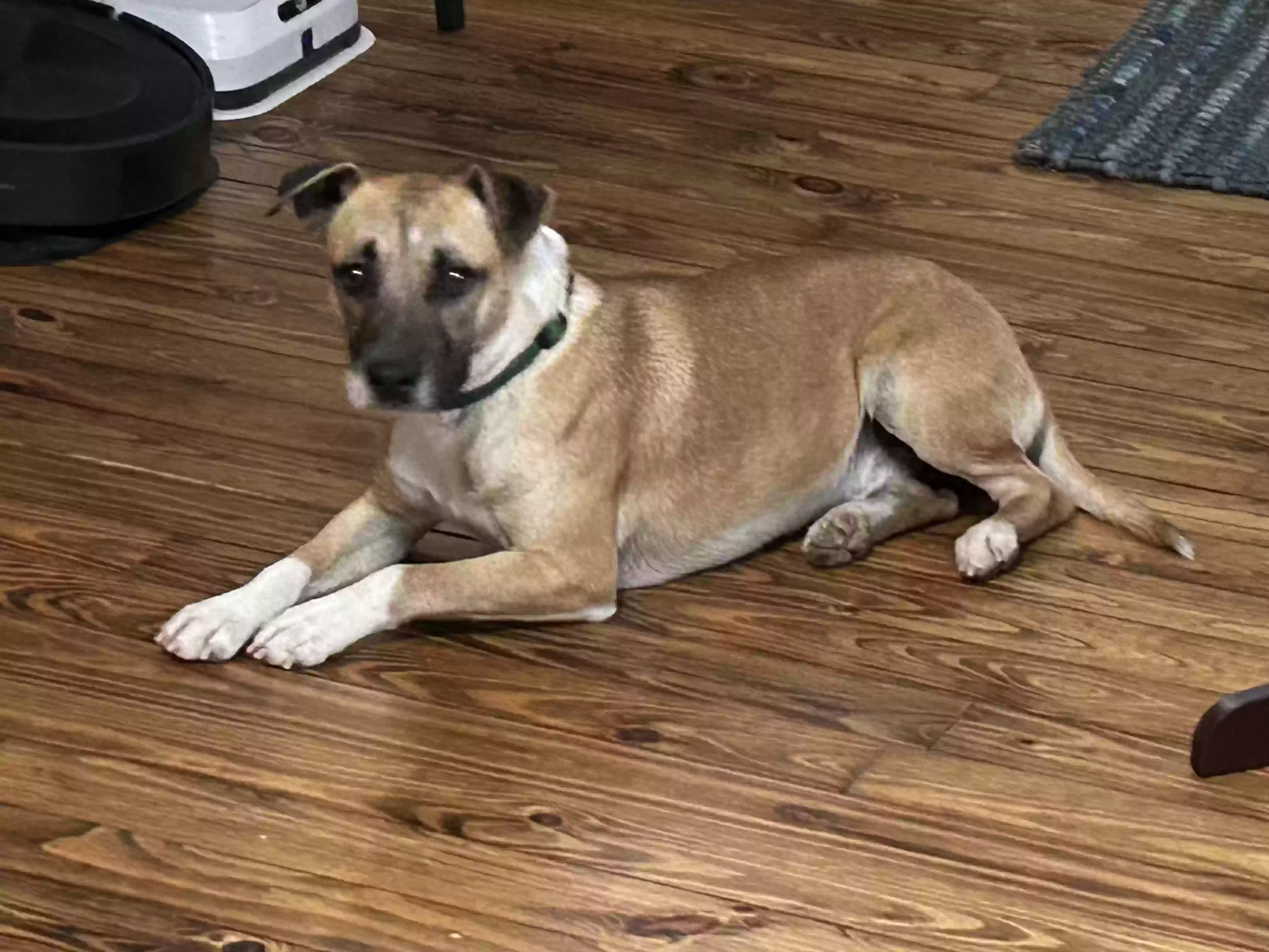 Lost dog in Oklahoma City, OK, 73103