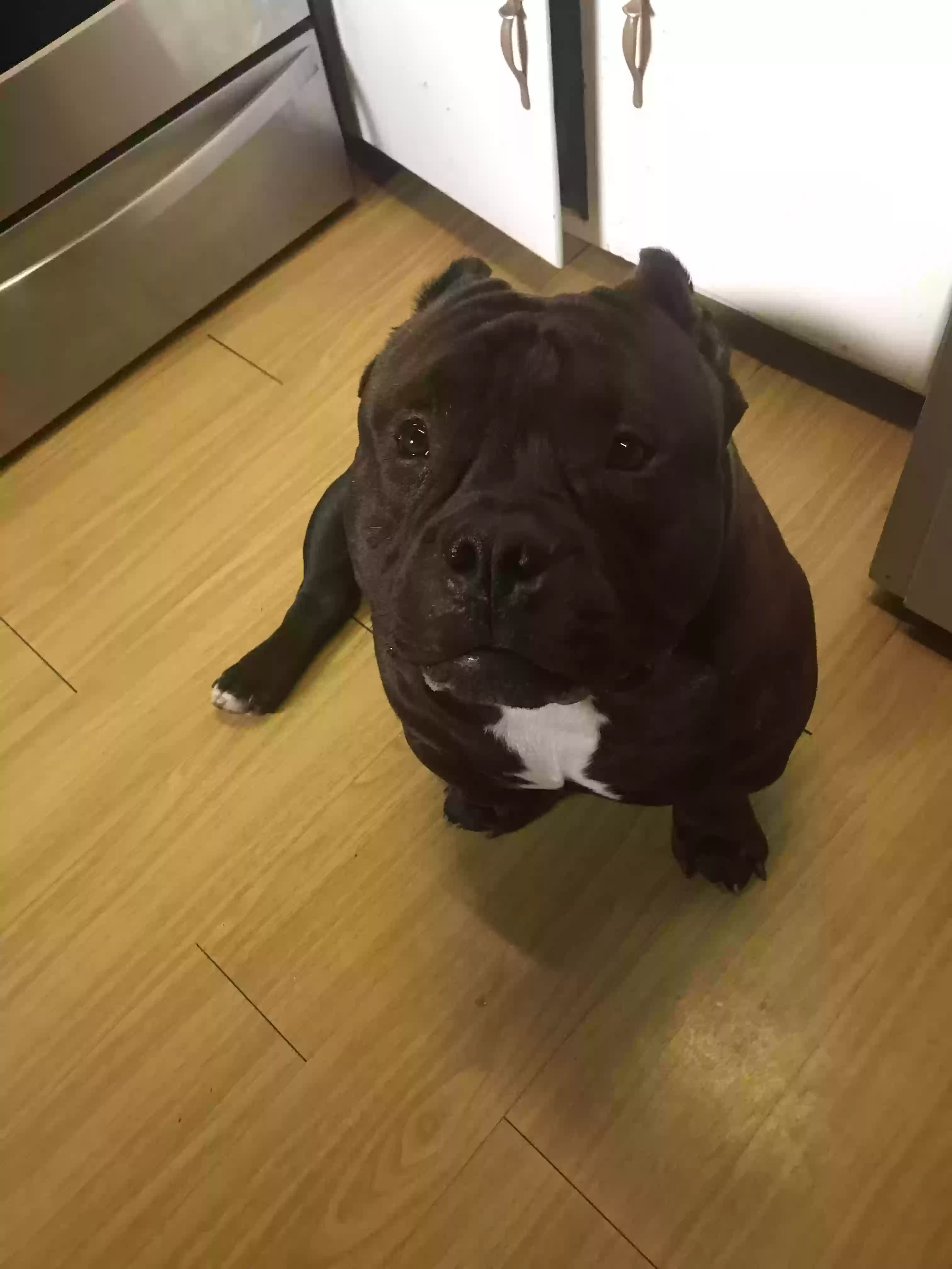Lost dog in Humboldt, TN, 38343