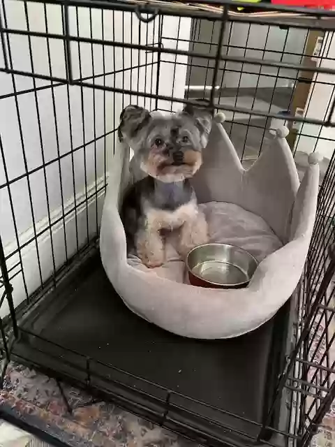 Lost dog in Oakland, CA, 94605