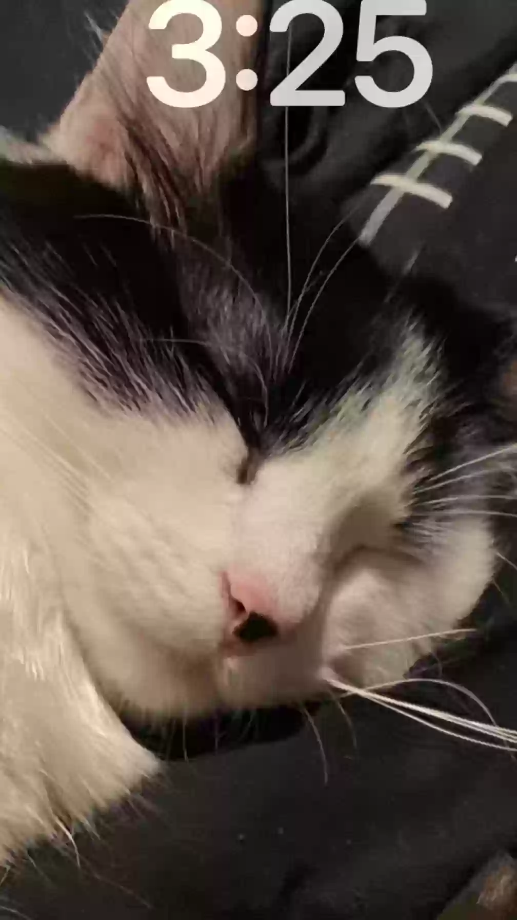 Lost cat in Wichita, KS, 67217
