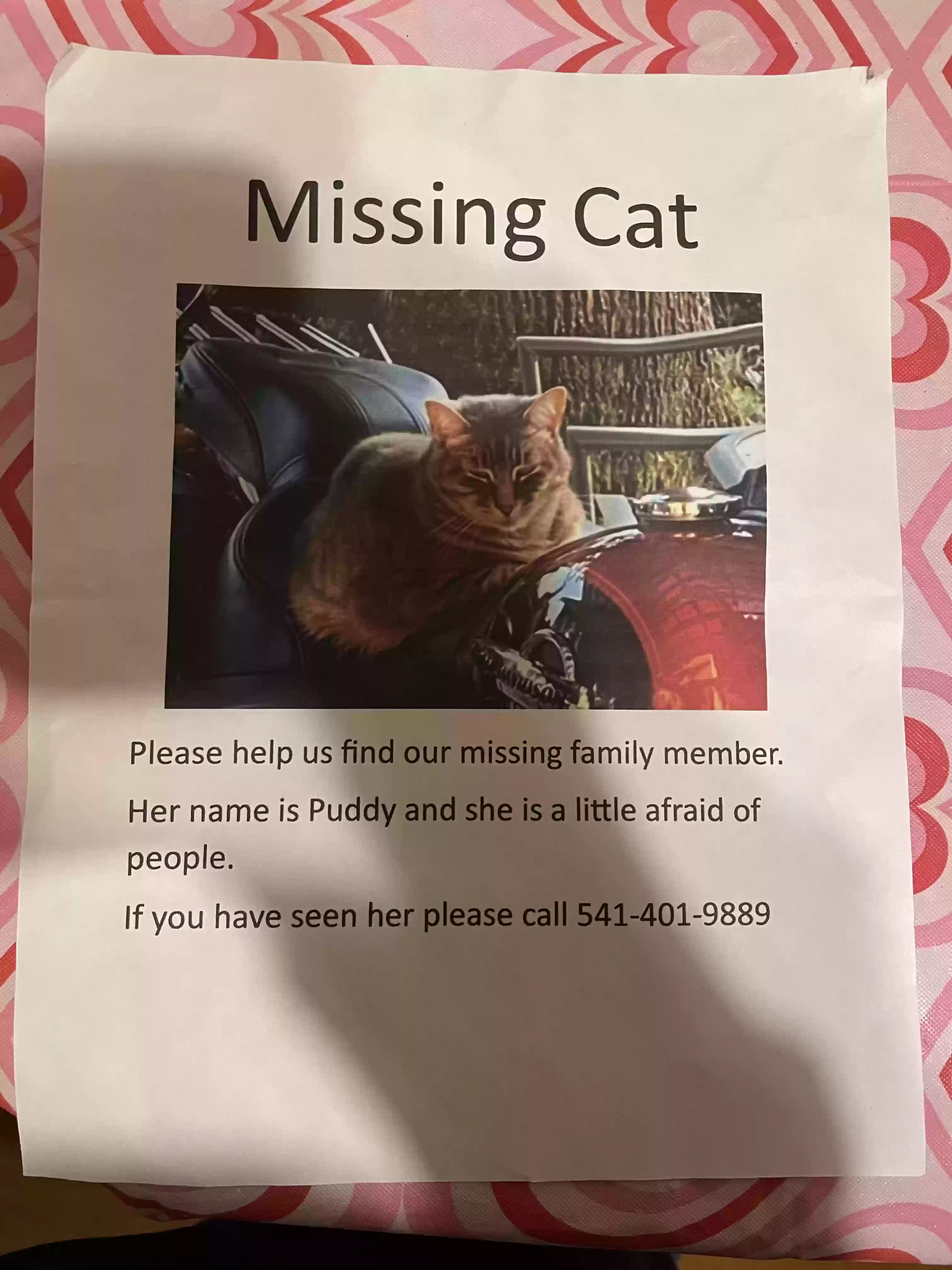 Lost cat in Veneta, OR, 97487
