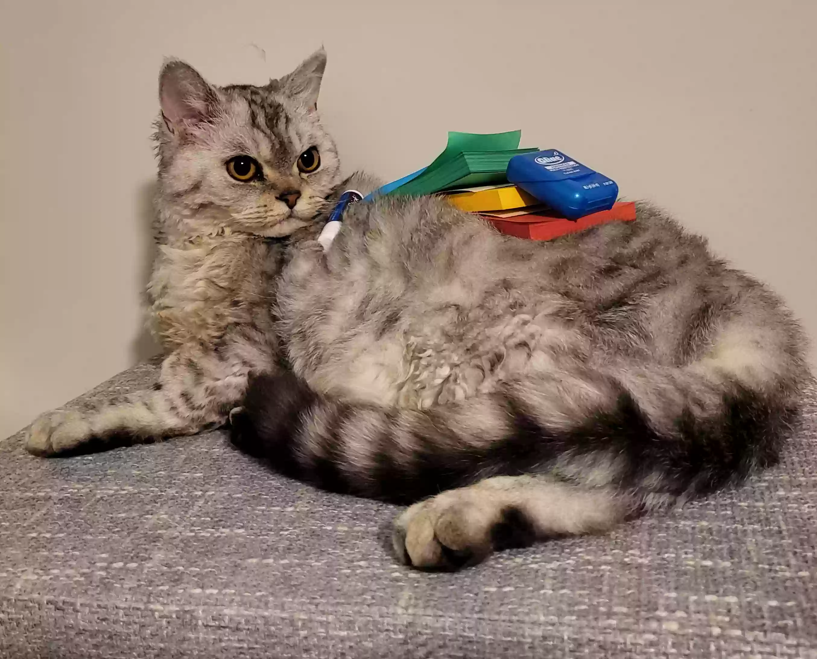 Lost cat in Suwanee, GA, 30024