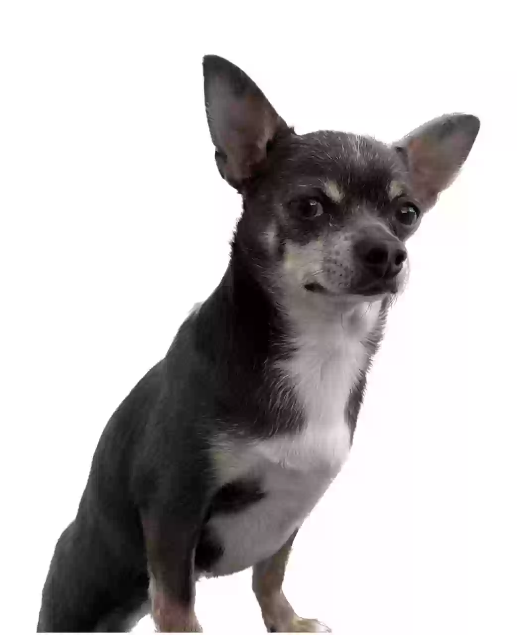 Lost dog in Dublin, CA, 94568