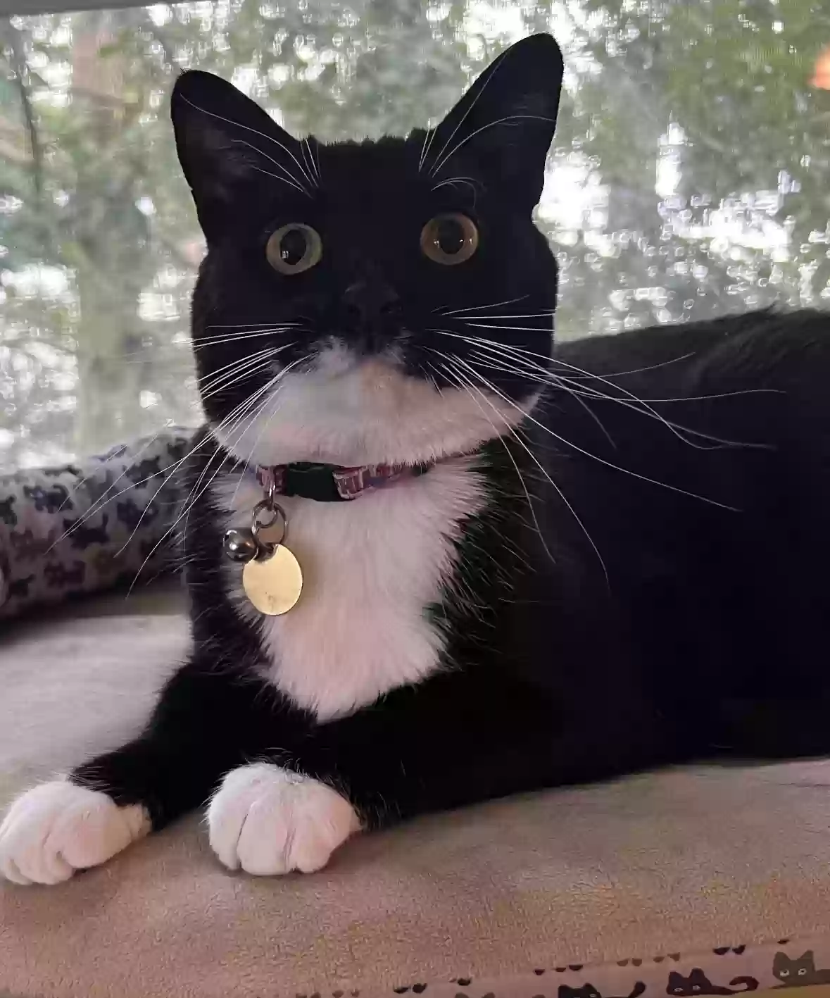 Lost cat in Lumberton, NJ, 8048