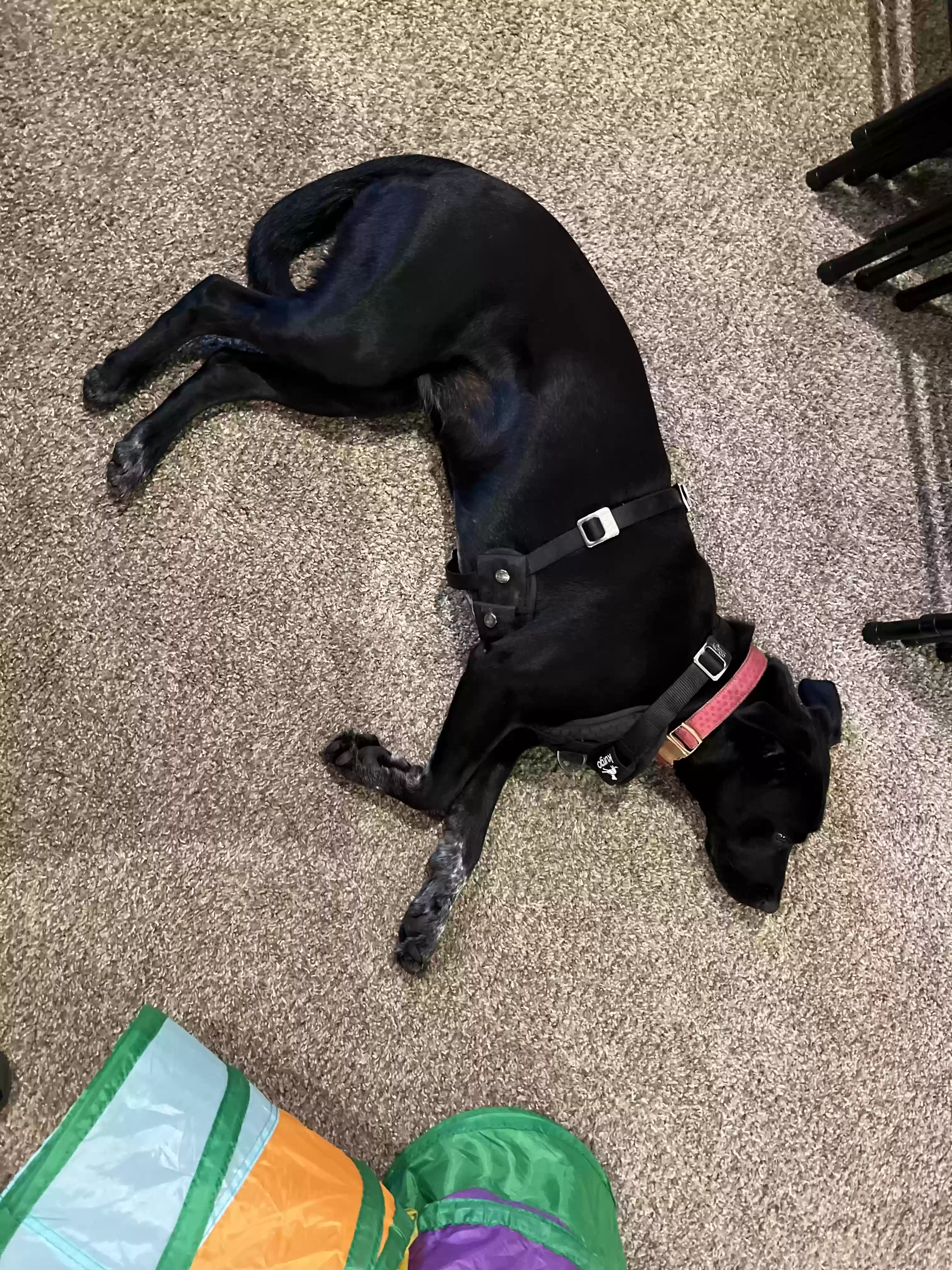 Found dog in Springfield, MO, 65803