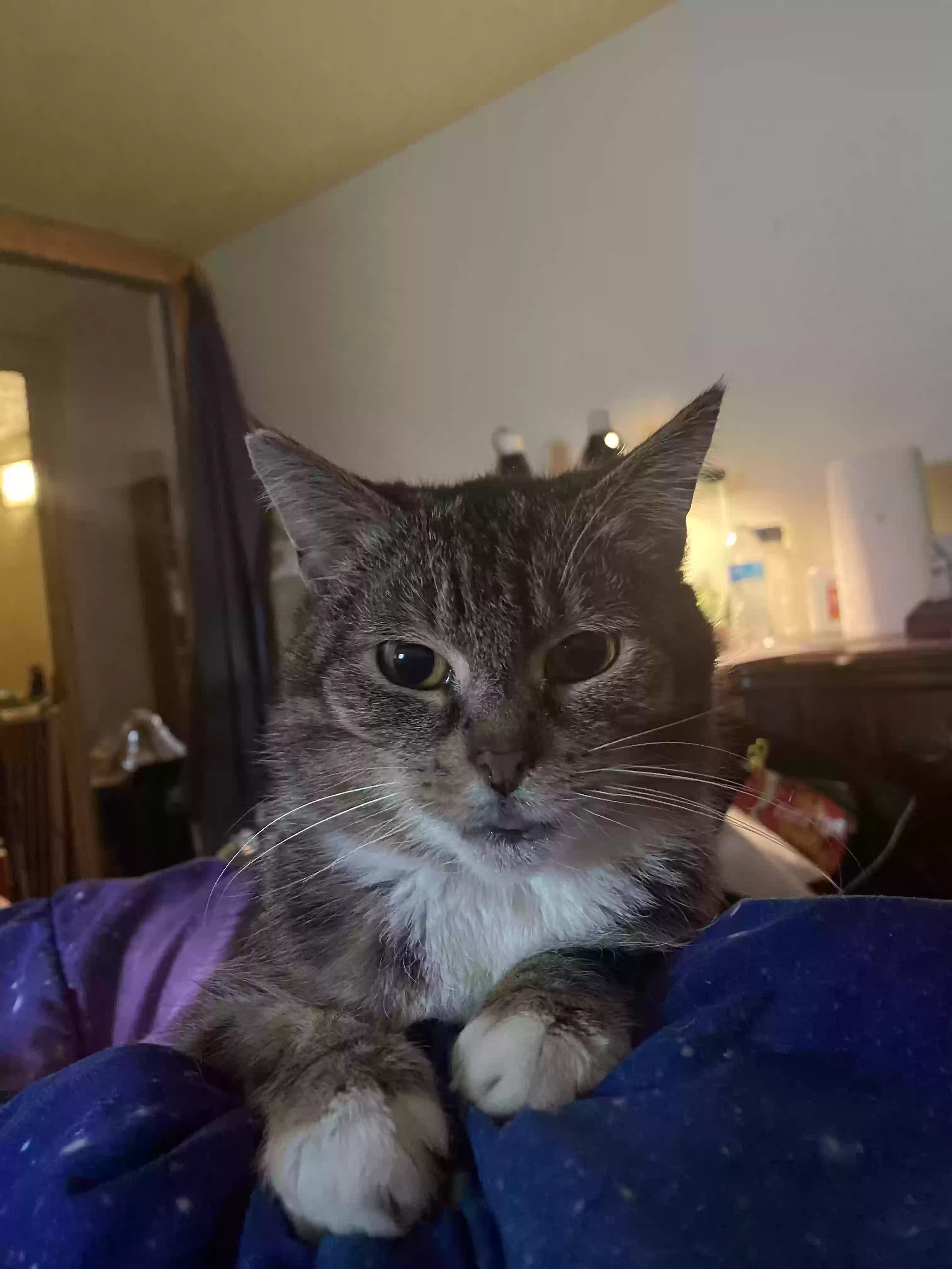 Lost cat in Lorain, OH, 44055
