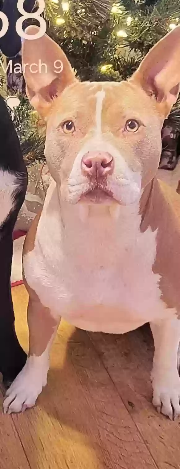 Lost dog in Zachary, LA, 70791
