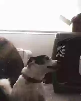 Lost dog in Boise, ID, 83713