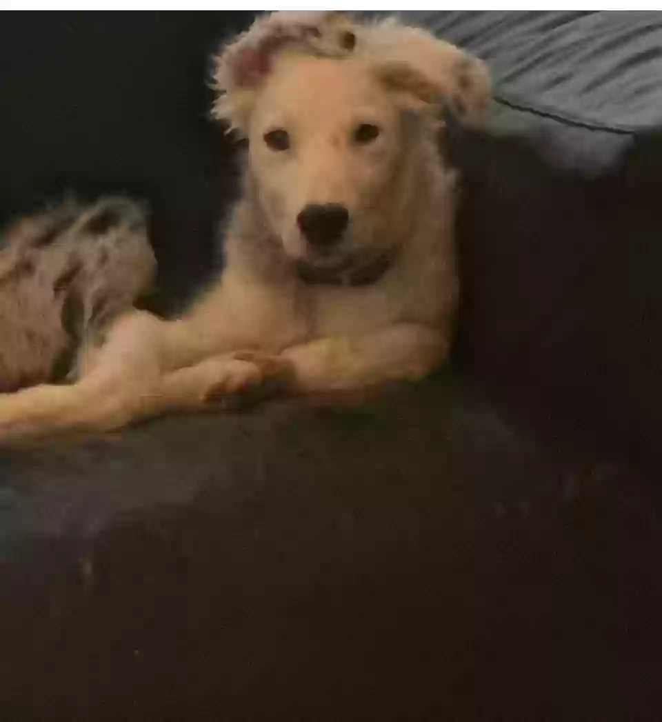 Lost dog in Lenoir, NC, 28645