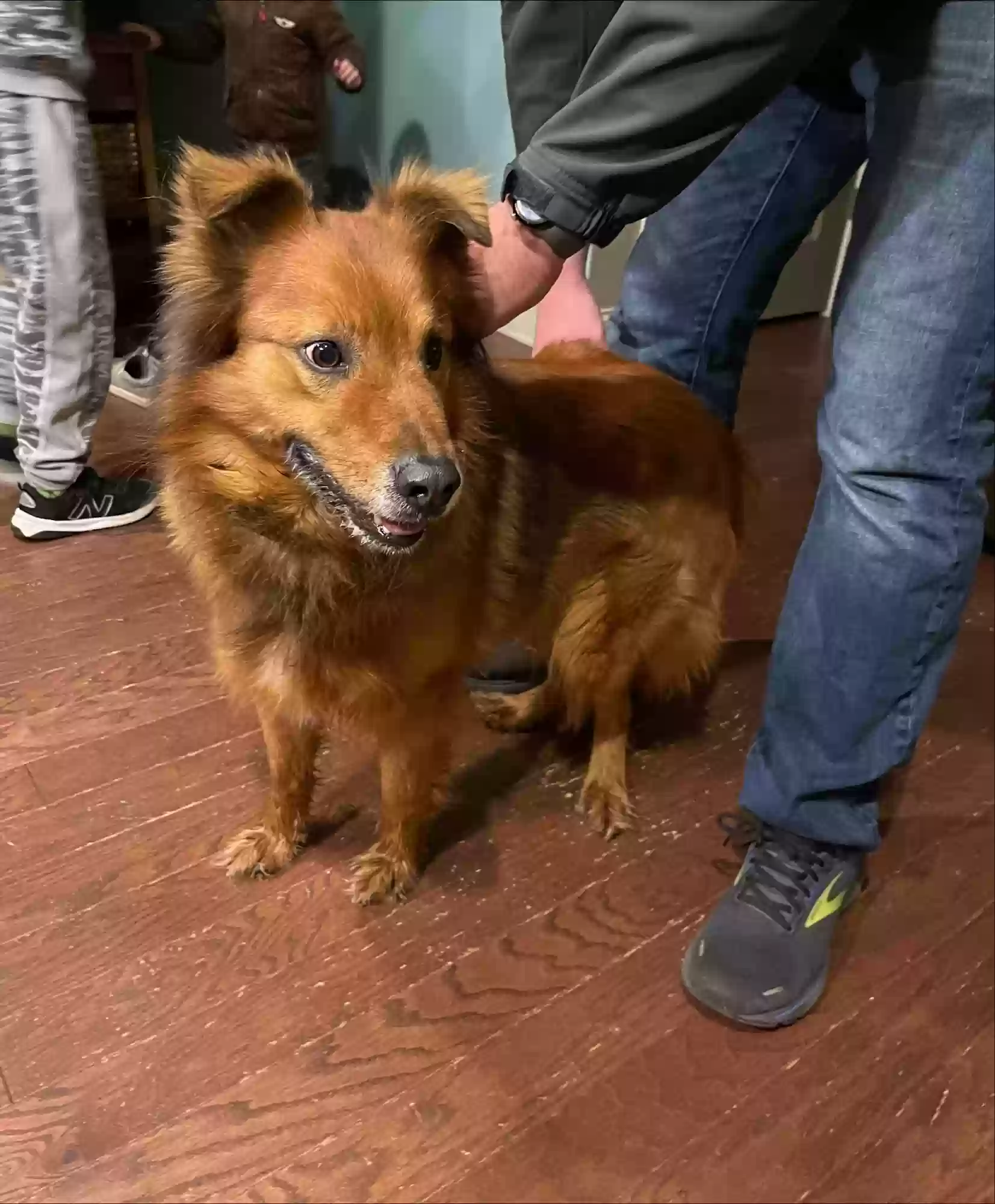 Found dog in Acworth, GA, 30102