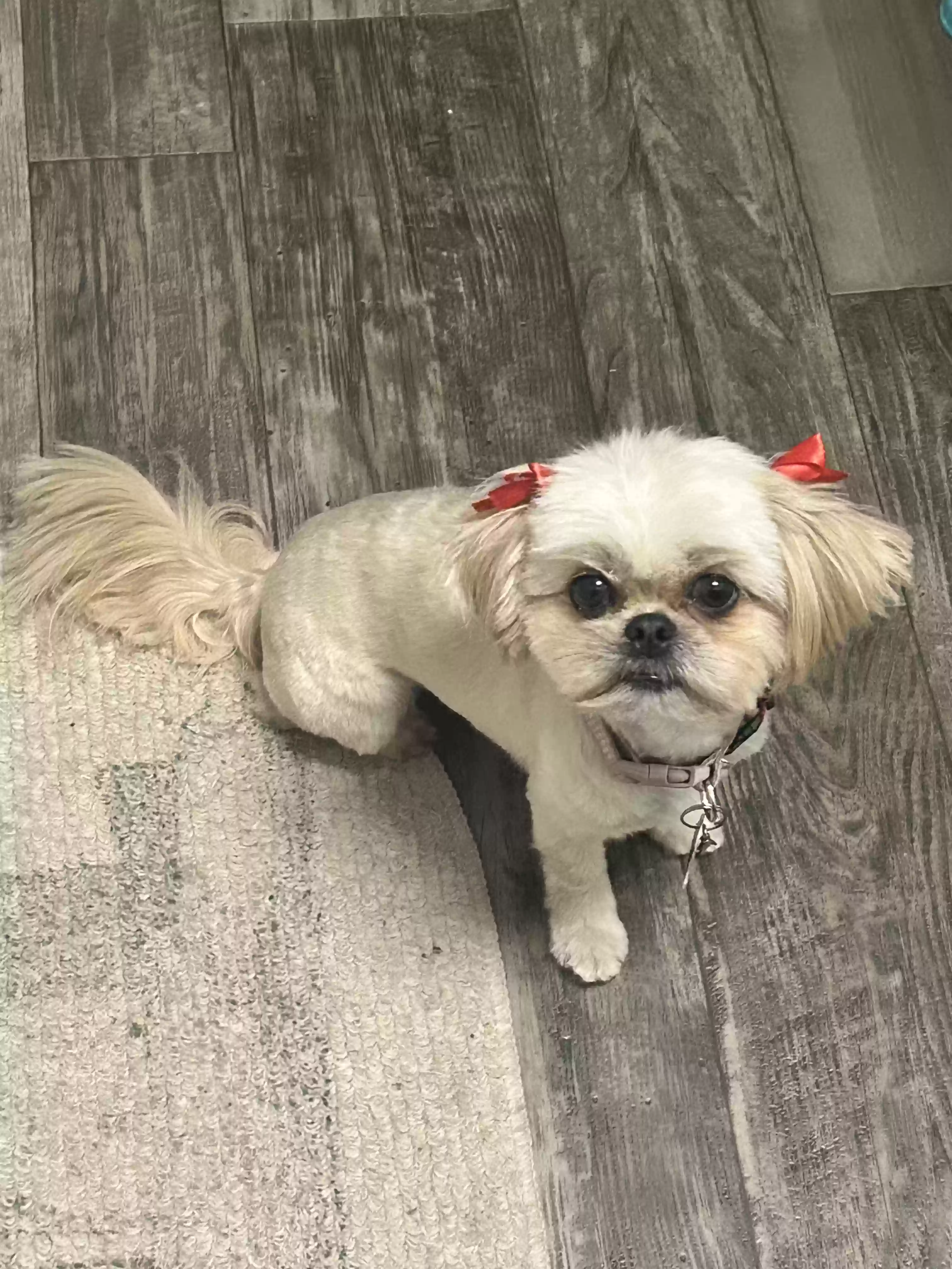 Lost dog in Garland, TX, 75043