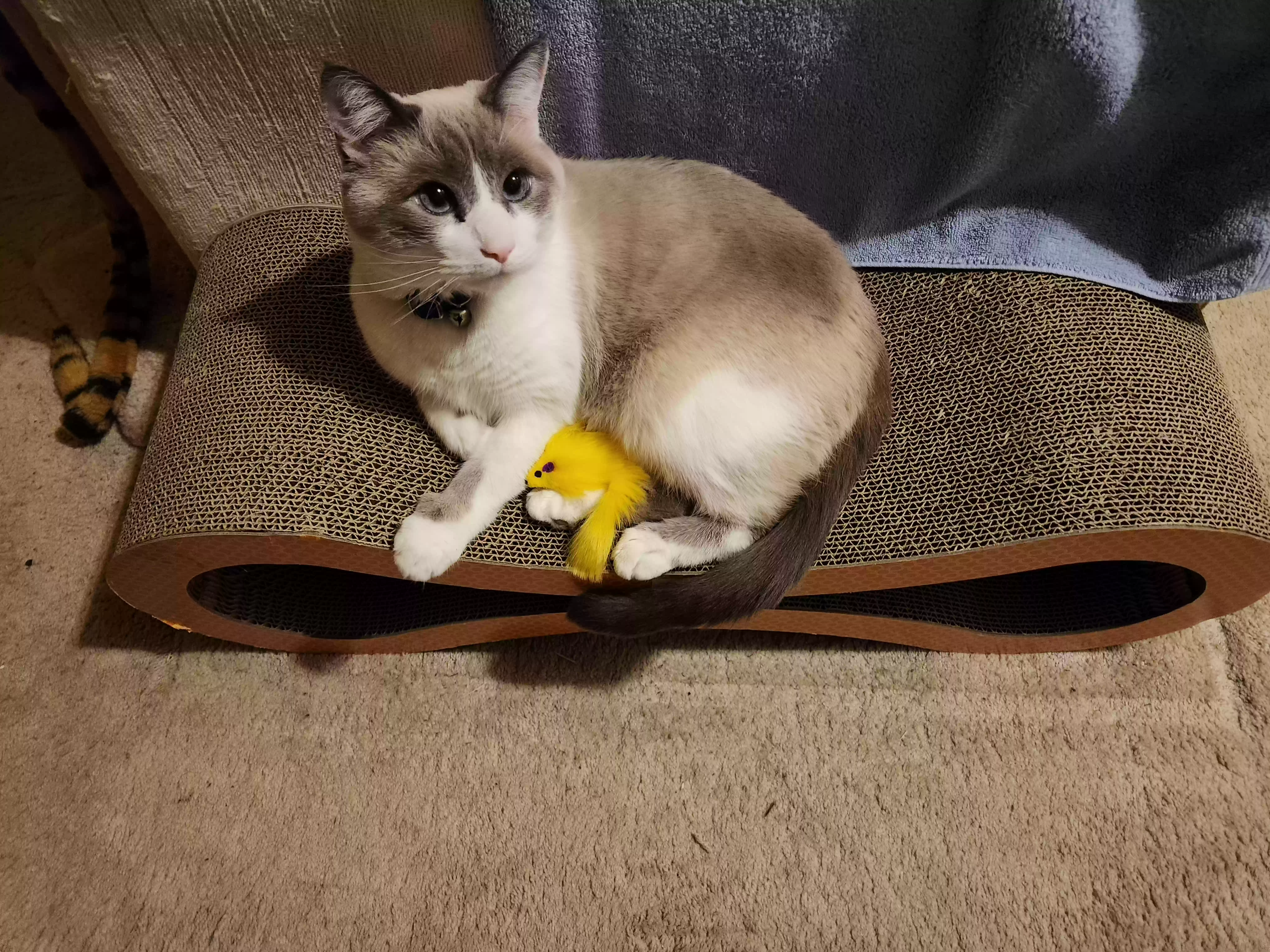 Lost cat in Southfield, MI, 48034