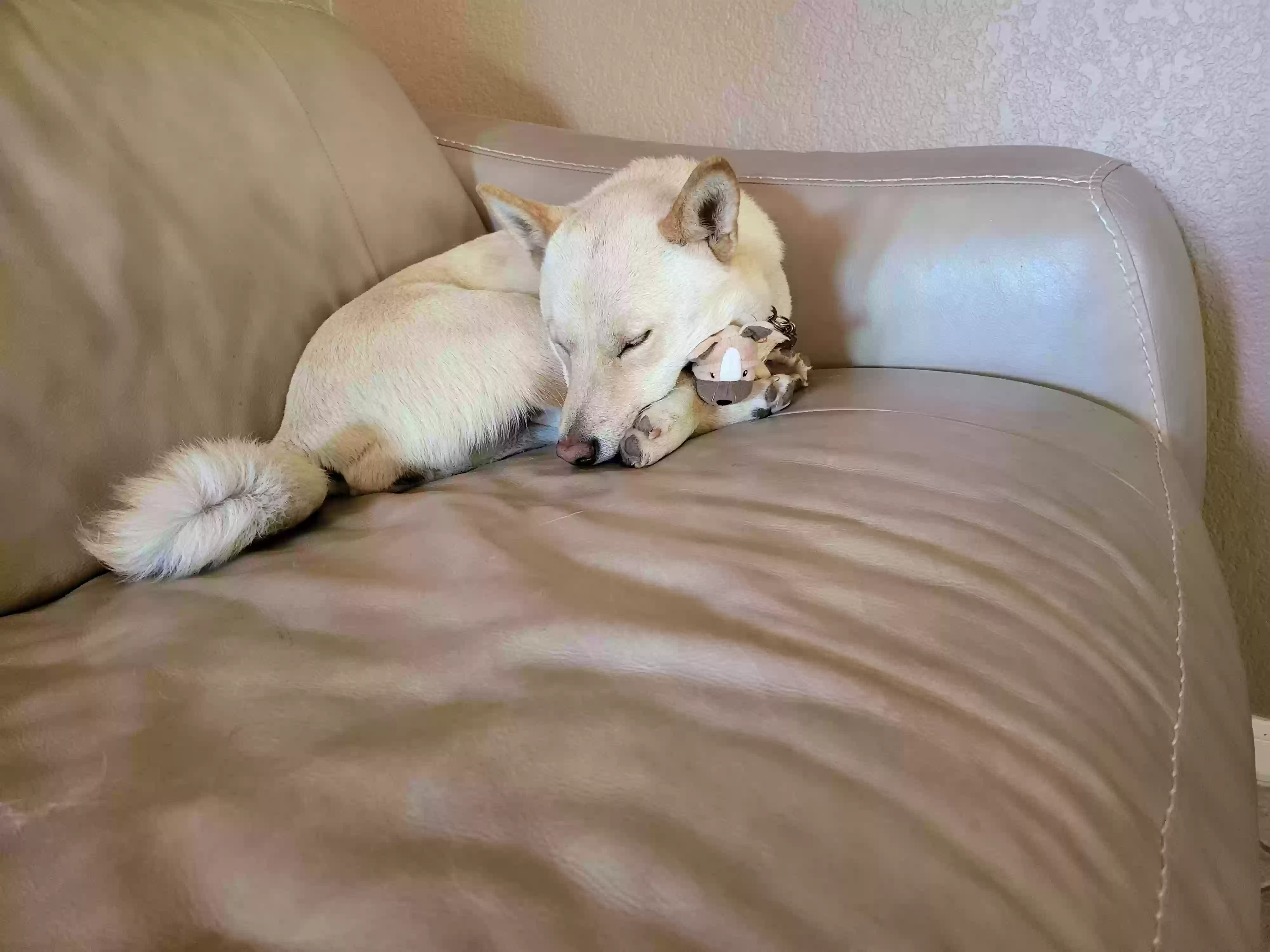 Lost dog in Austin, TX, 78750