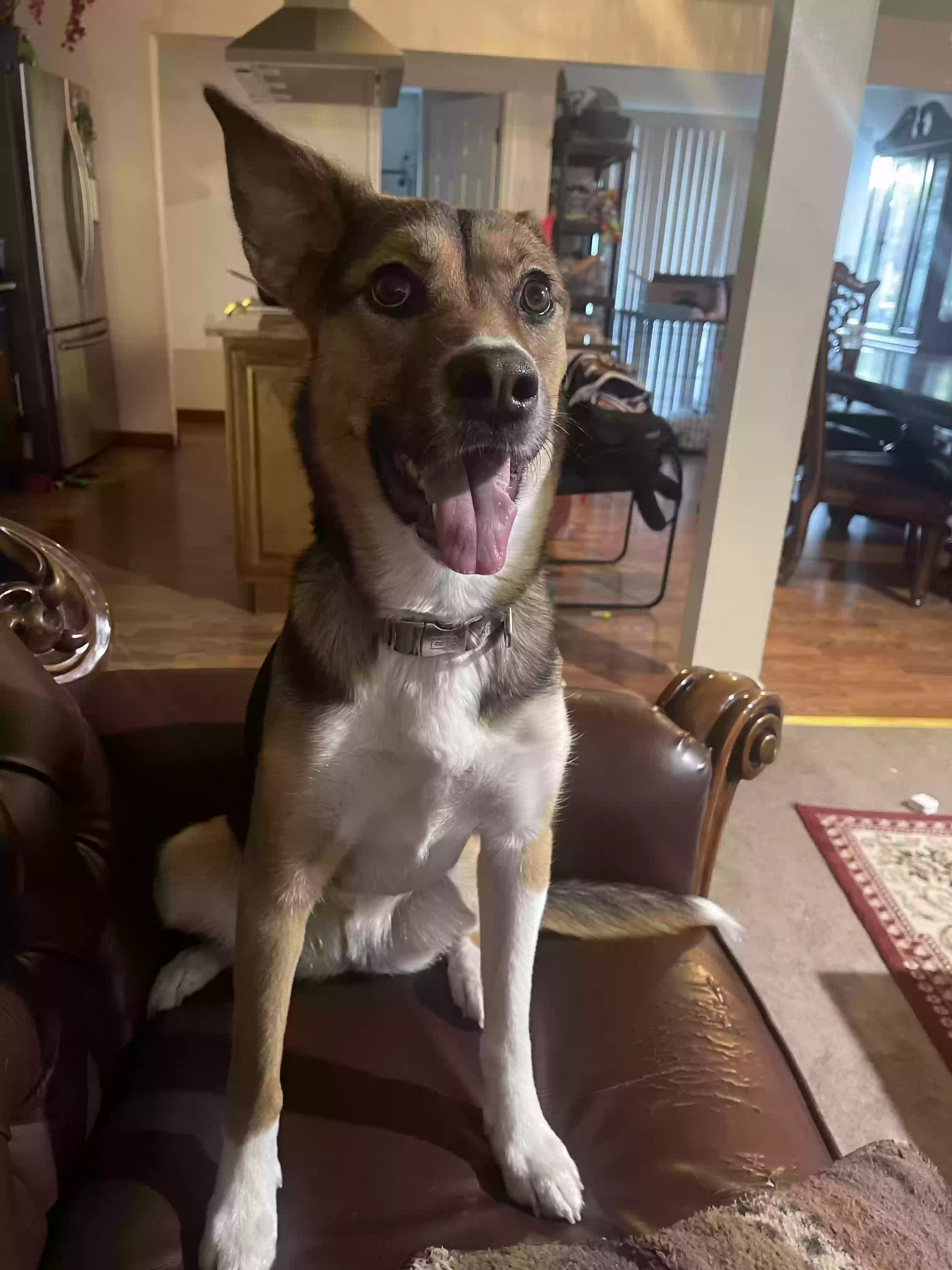 Lost dog in Salt Lake City, UT, 84119