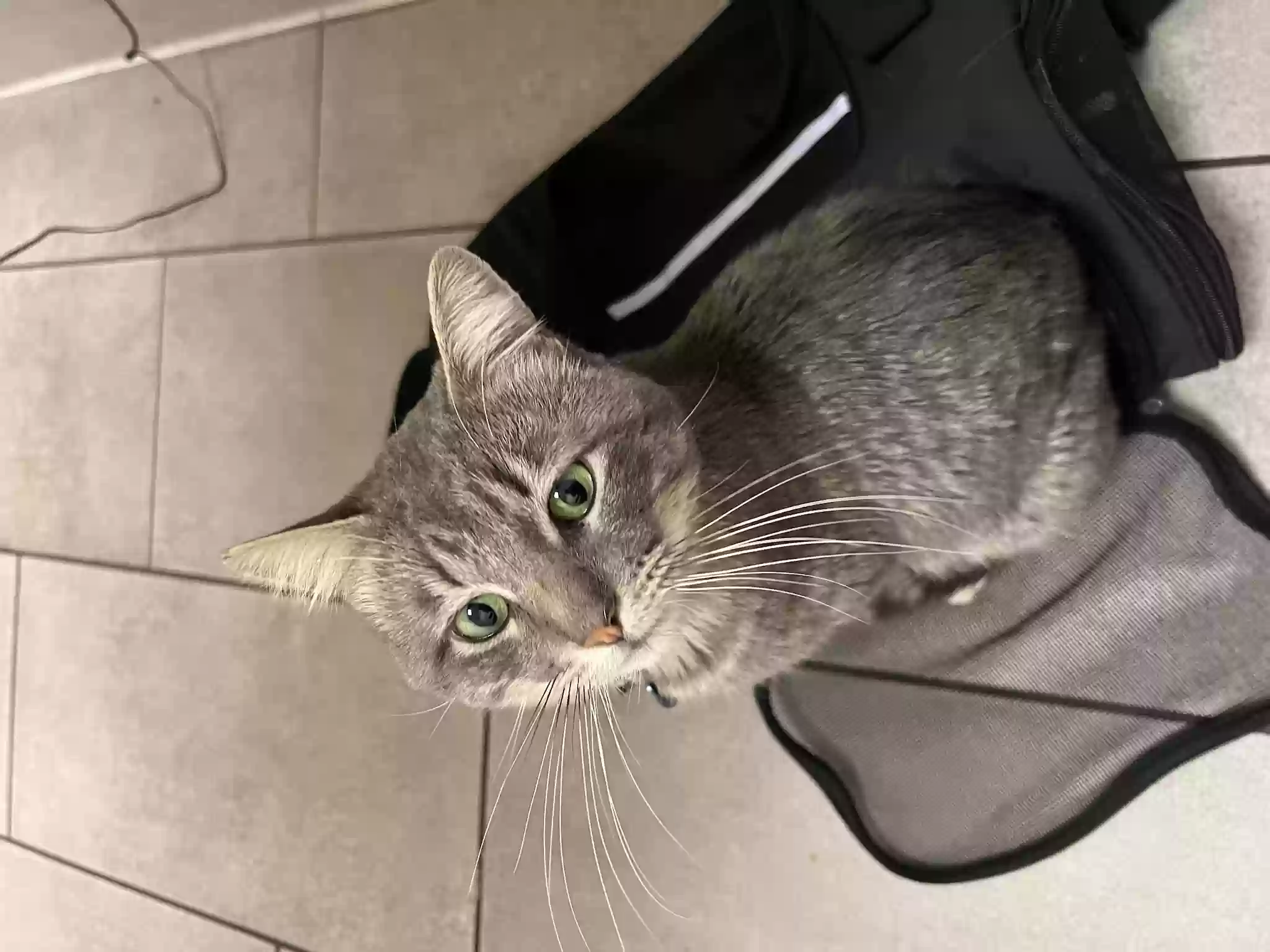 Lost cat in Fresno, CA, 93726