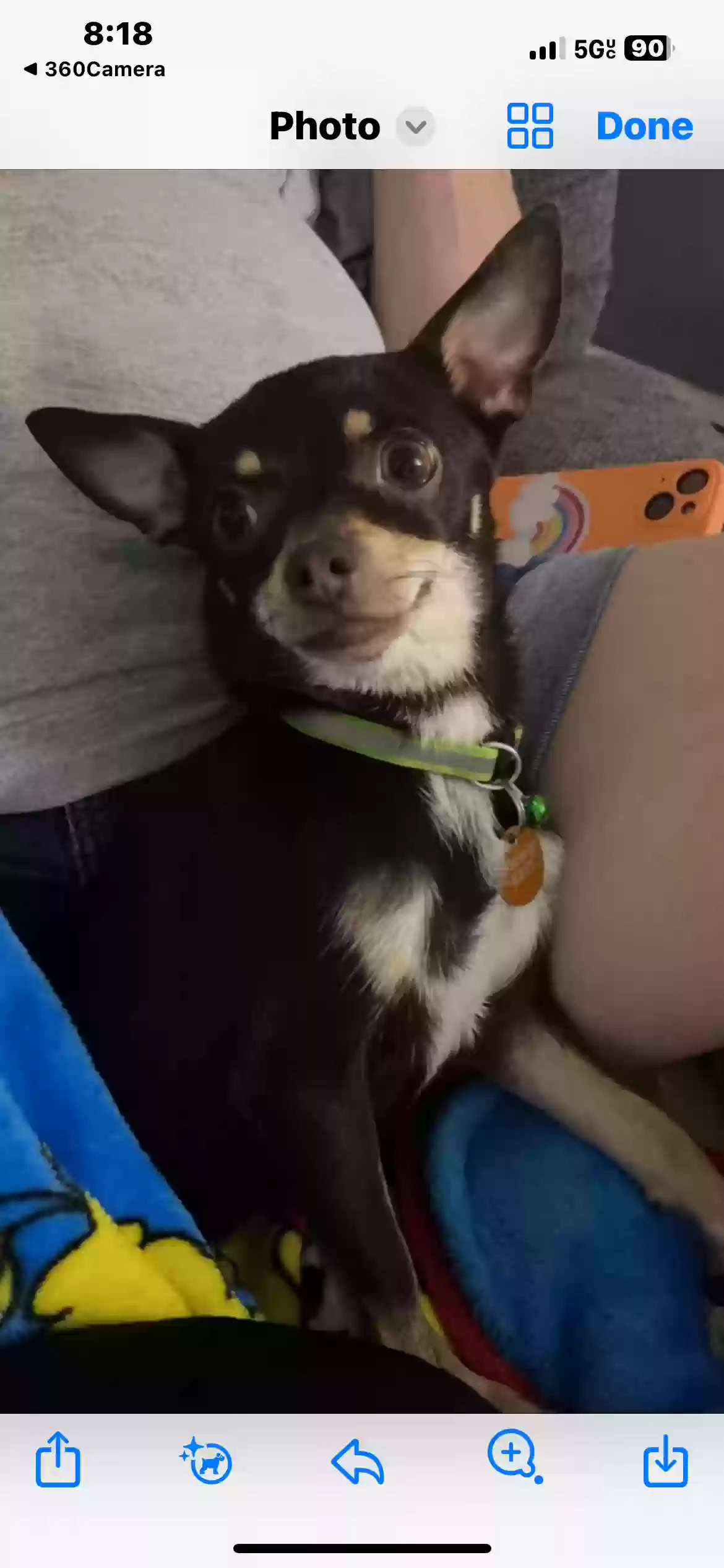 Lost dog in Round Lake, IL, 60073