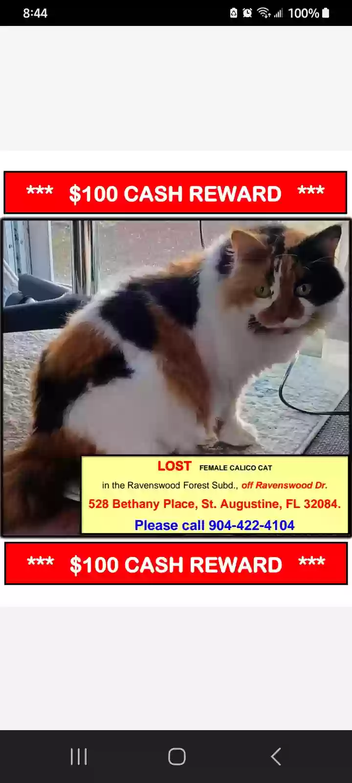 Lost cat in Saint Augustine, FL, 32084