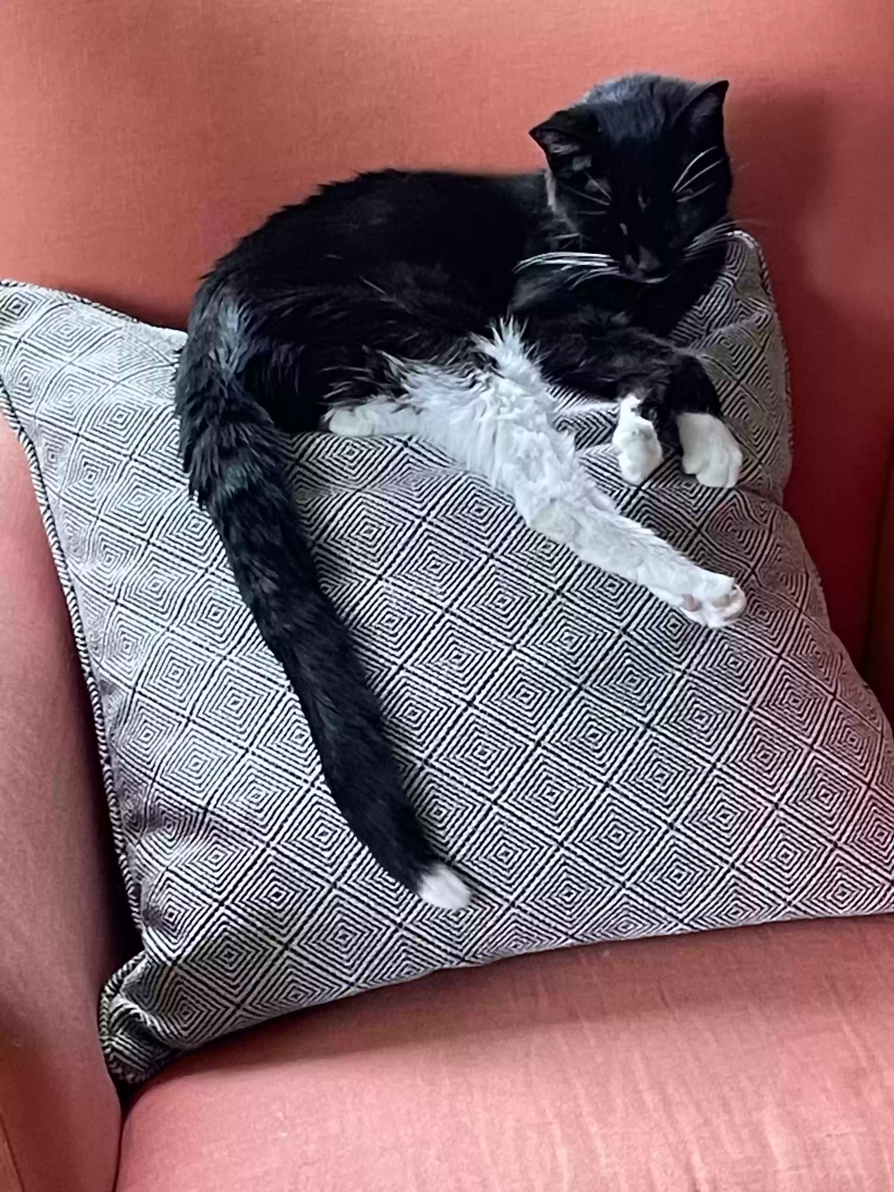 Lost cat in Evanston, IL, 60201