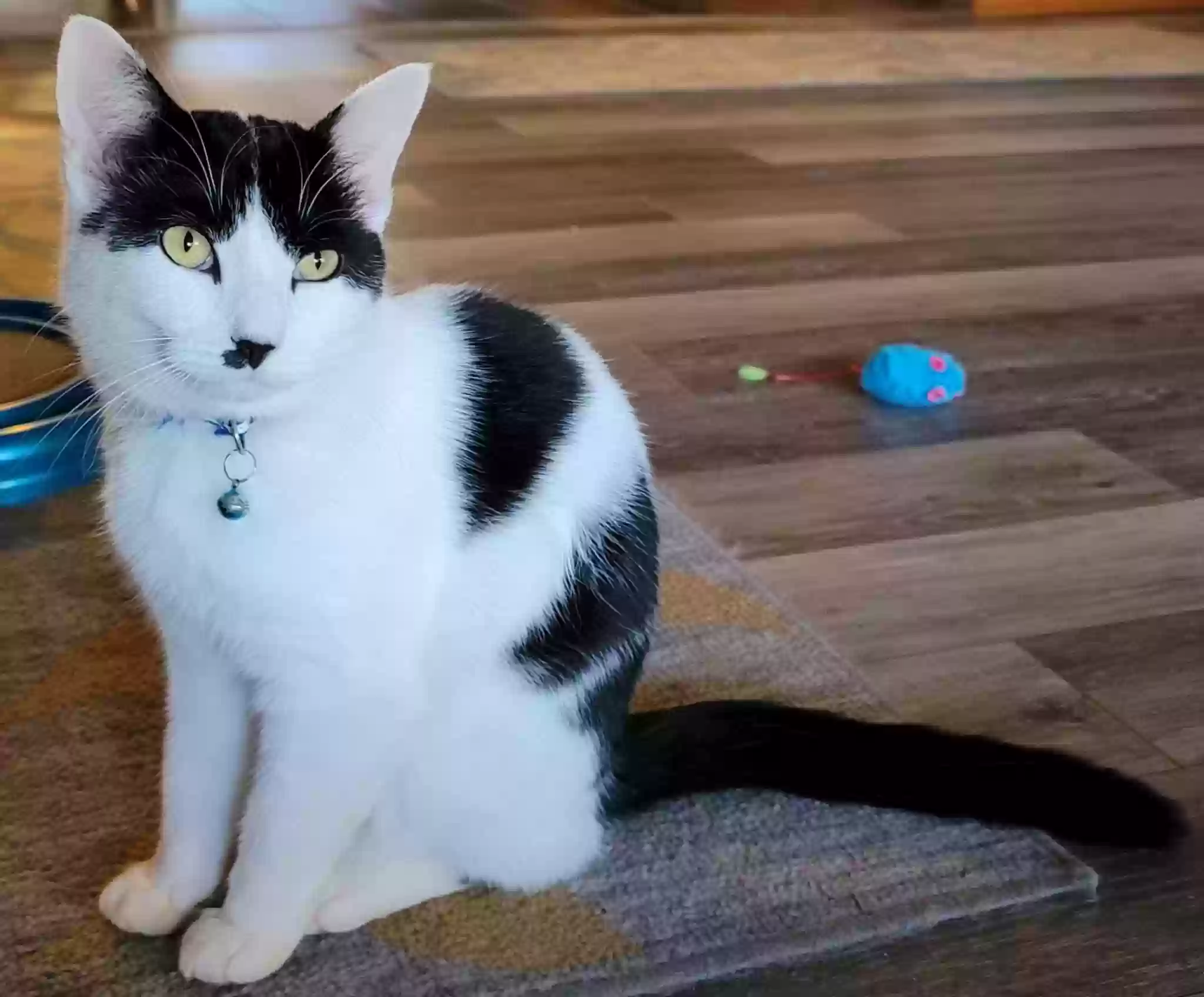 Lost cat in Pilot Mountain, NC, 27041
