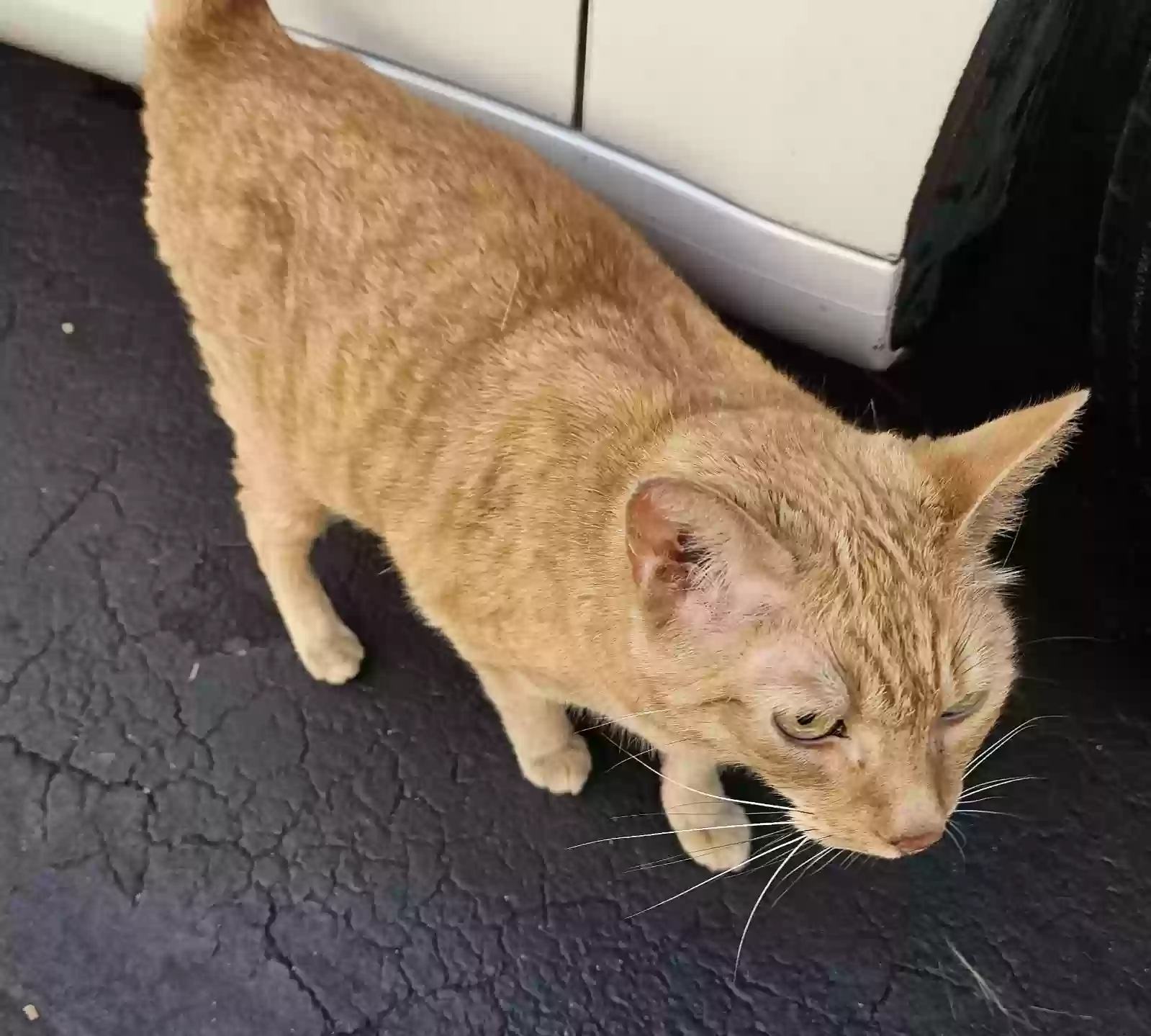 Lost cat in Boynton Beach, FL, 33426
