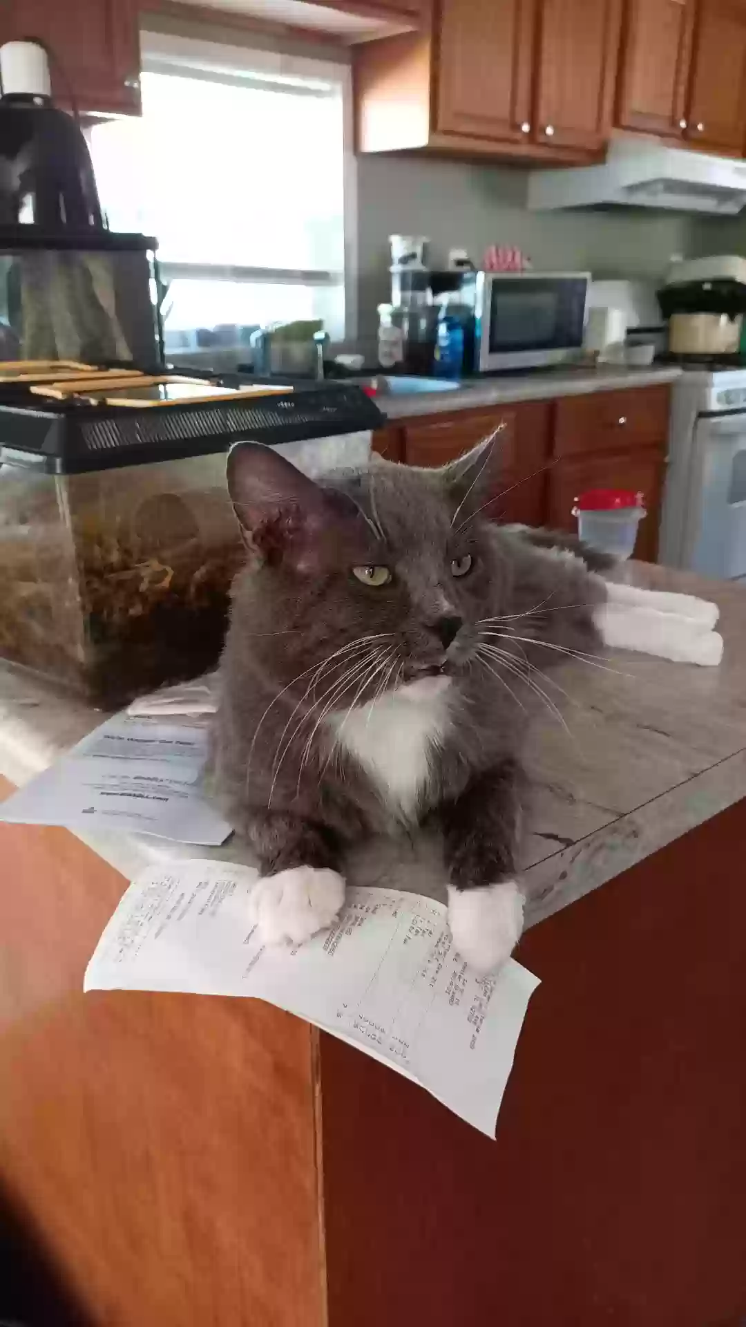 Lost cat in Springfield, IL, 62702