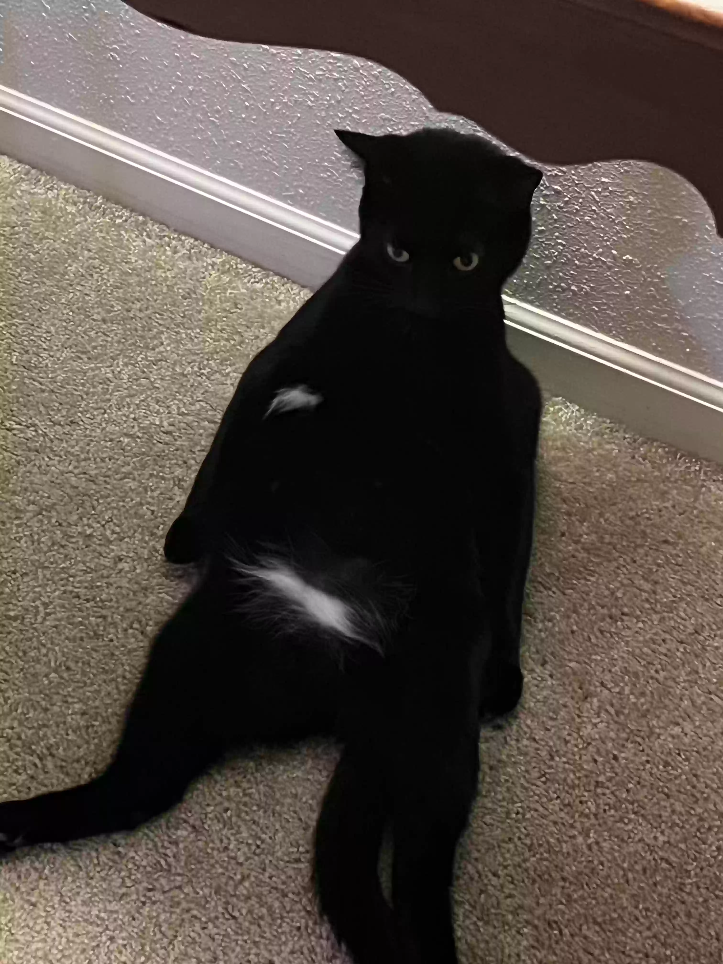Lost cat in Greenfield, IN, 46140