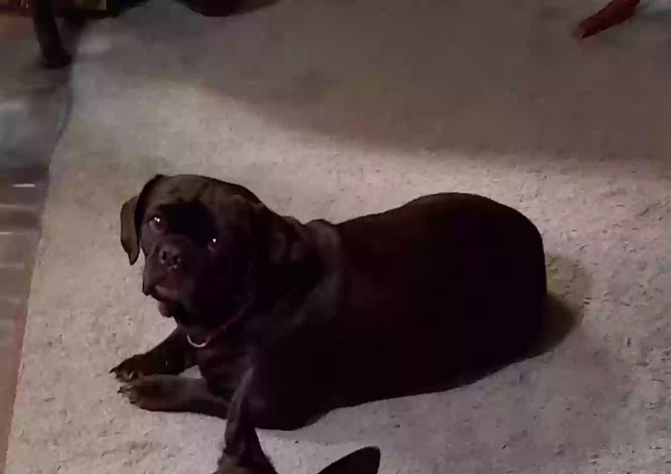 Lost dog in Plainfield, MA, 1070