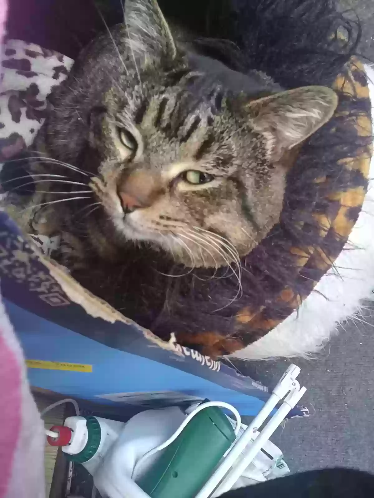 Lost cat in Tacoma, WA, 98444