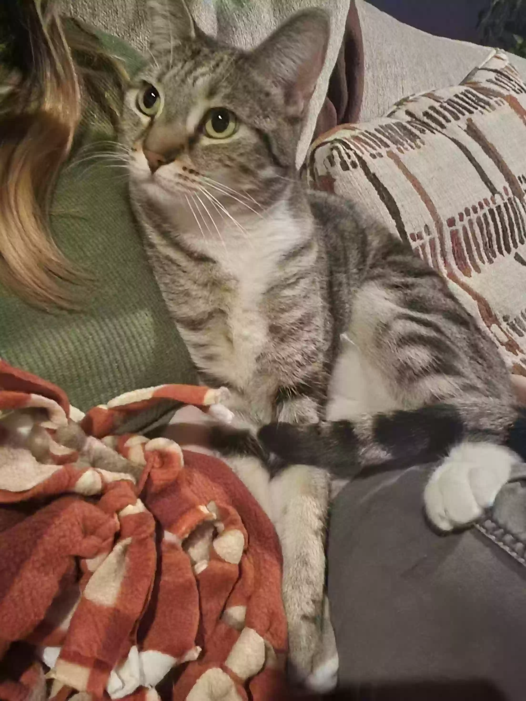Lost cat in Clementon, NJ, 8021
