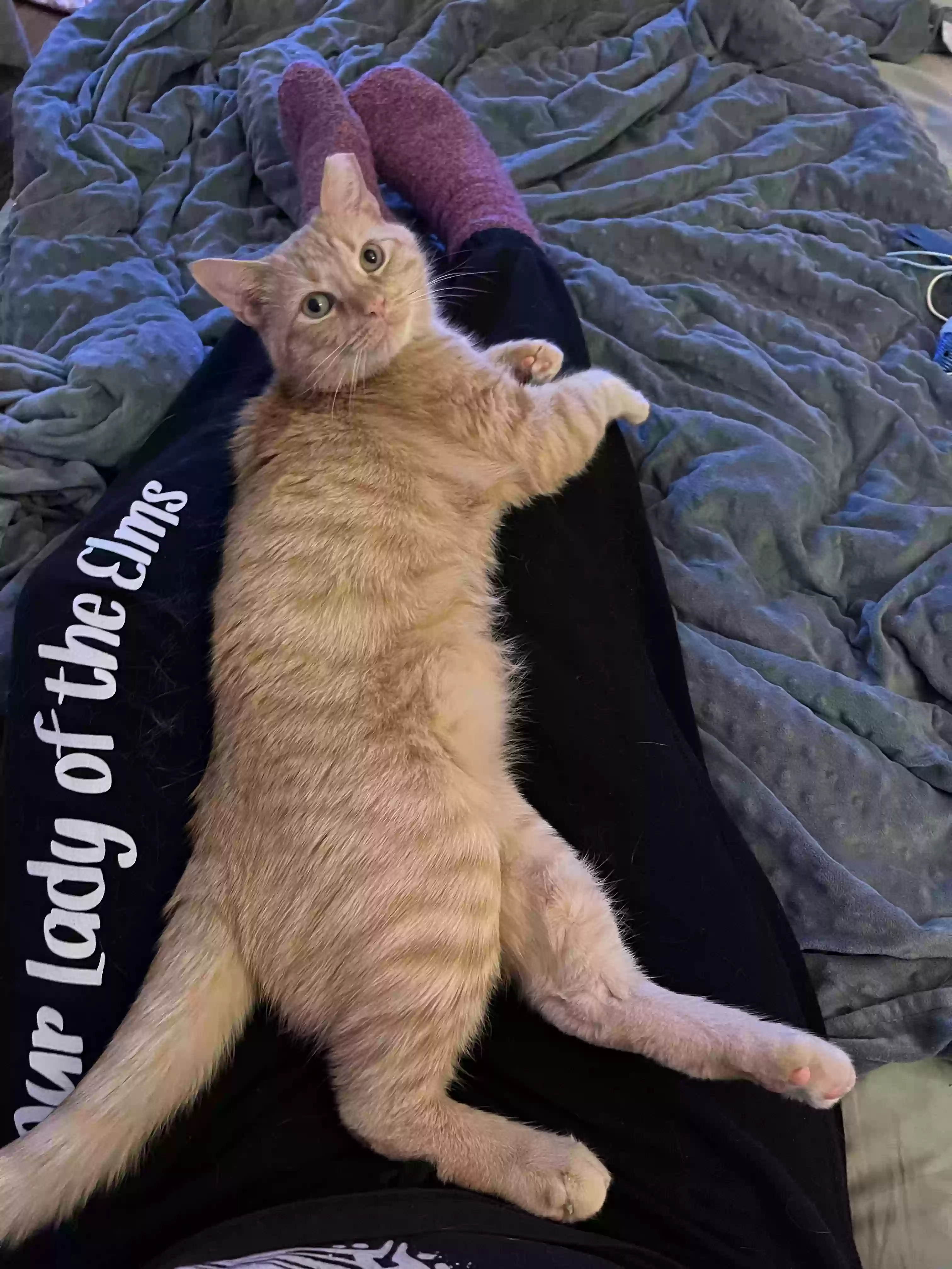 Lost cat in Akron, OH, 44313